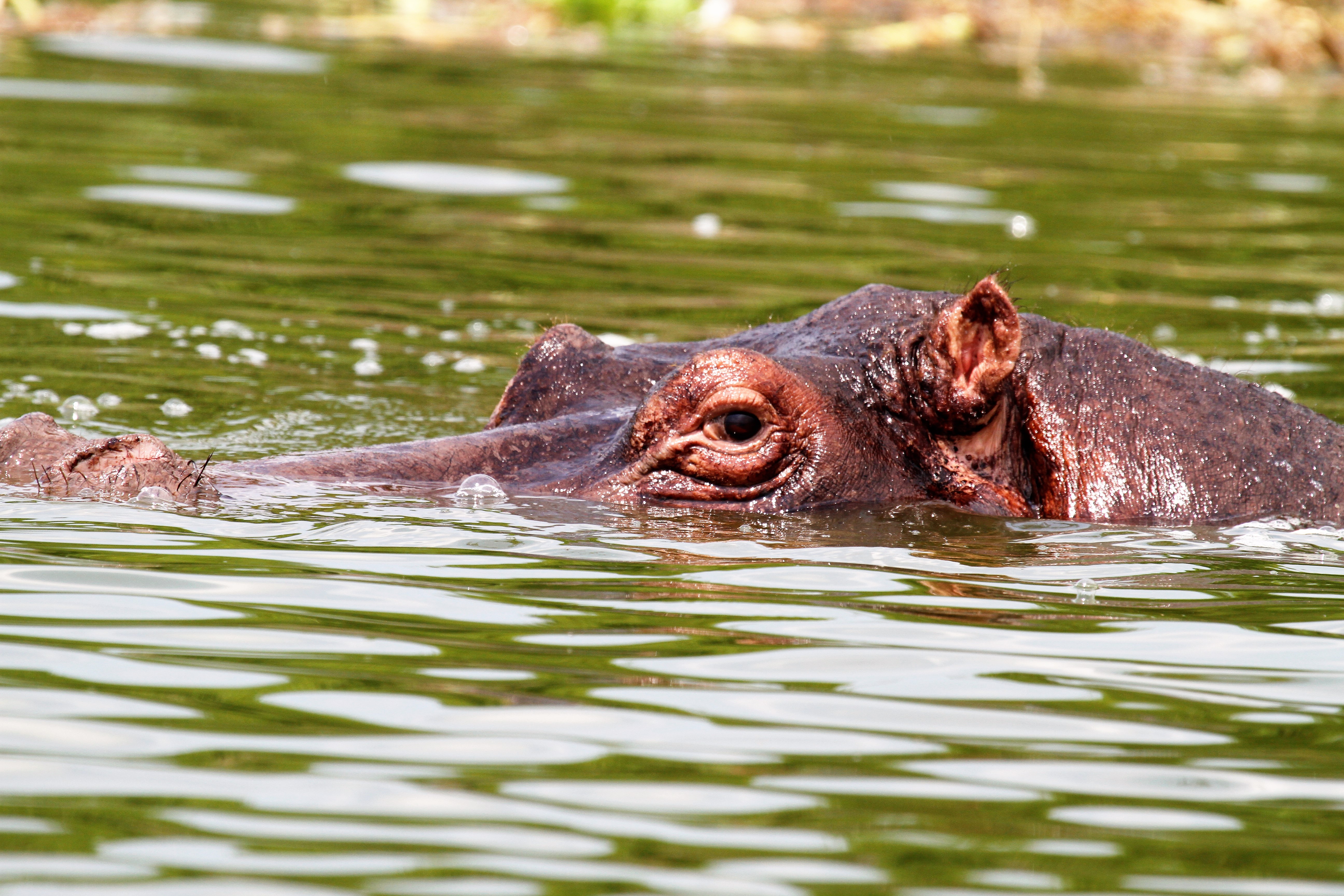 Hipppo at Kainga channel- 2020 Uganda wildlife safaris