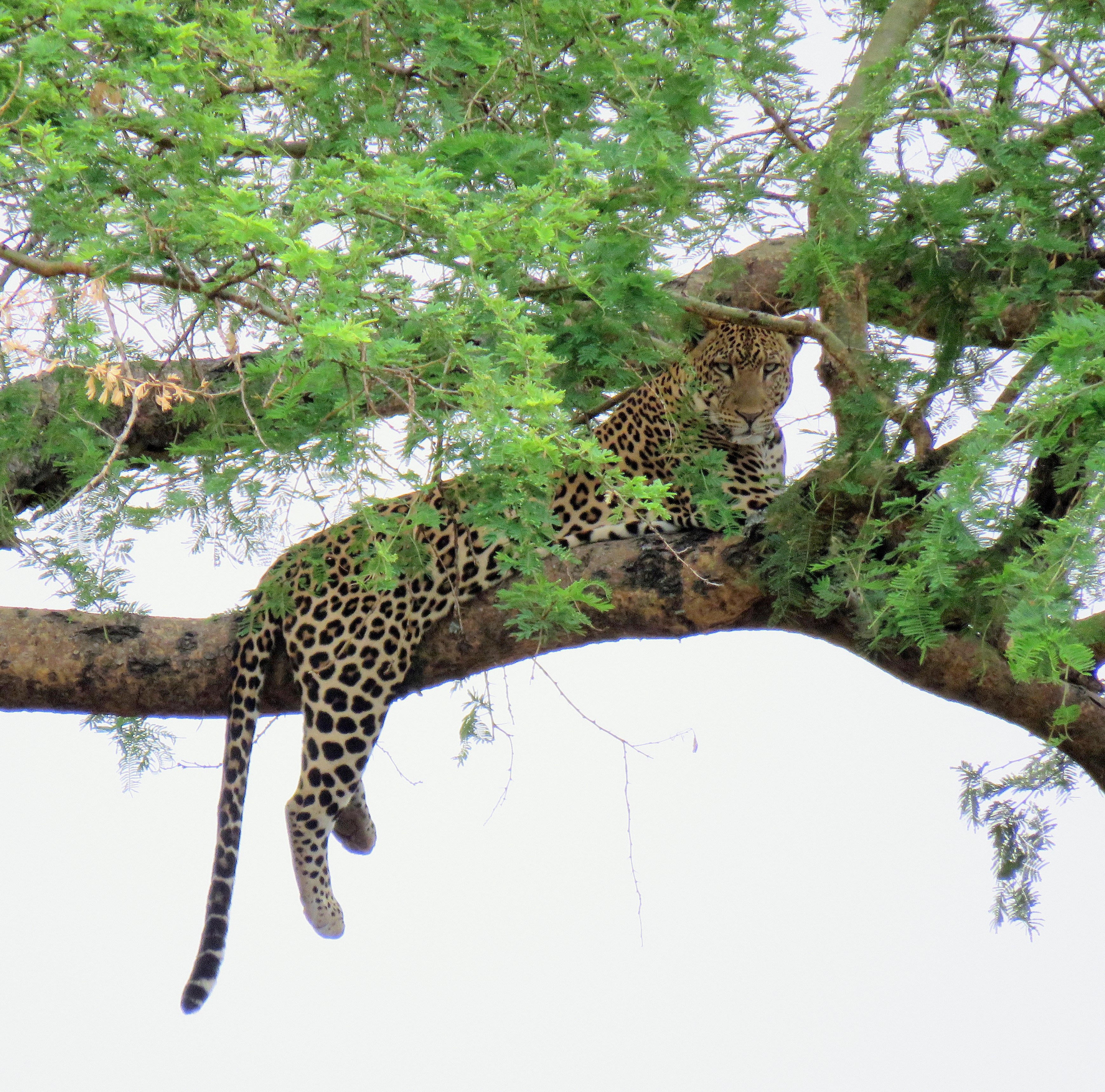 African Leopard- The big five safari animals