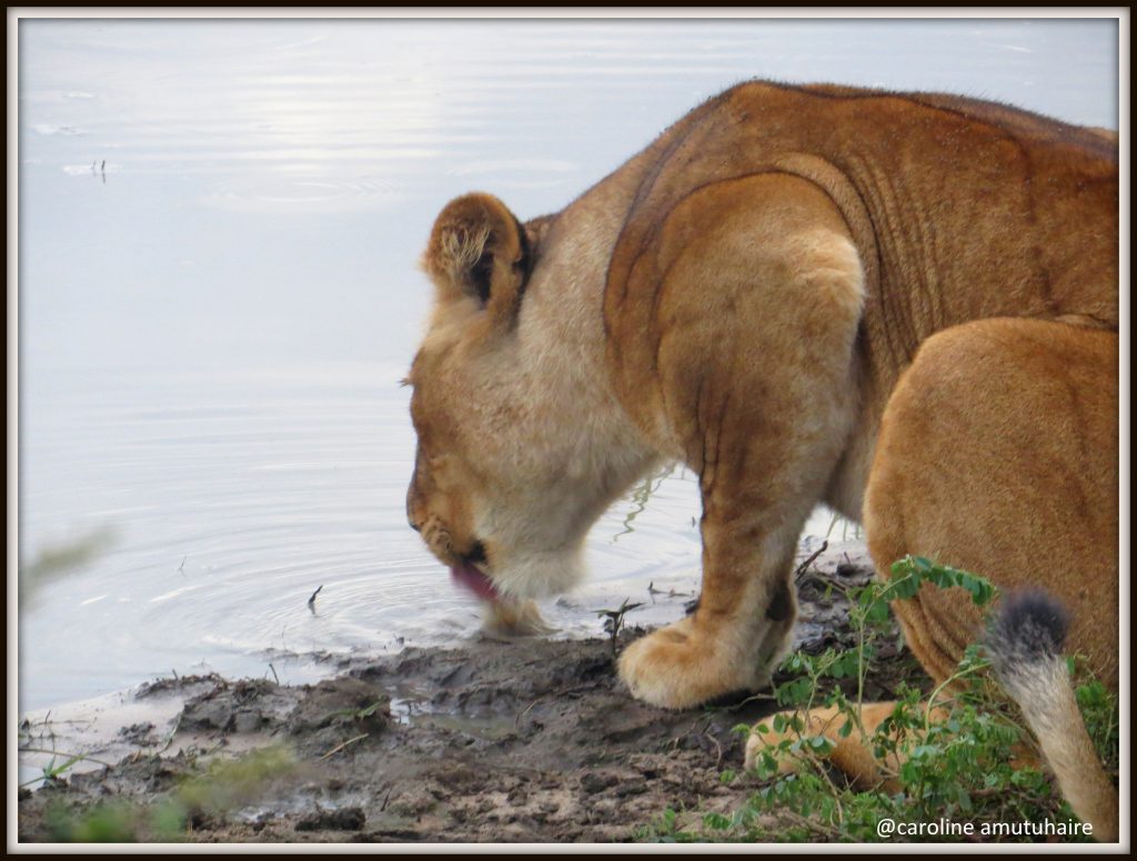 Lion Drinking Water in Murchison Falls NP @Gorilla Link Tours - Best time to visit Uganda for gorilla trekking and wildlife adventure