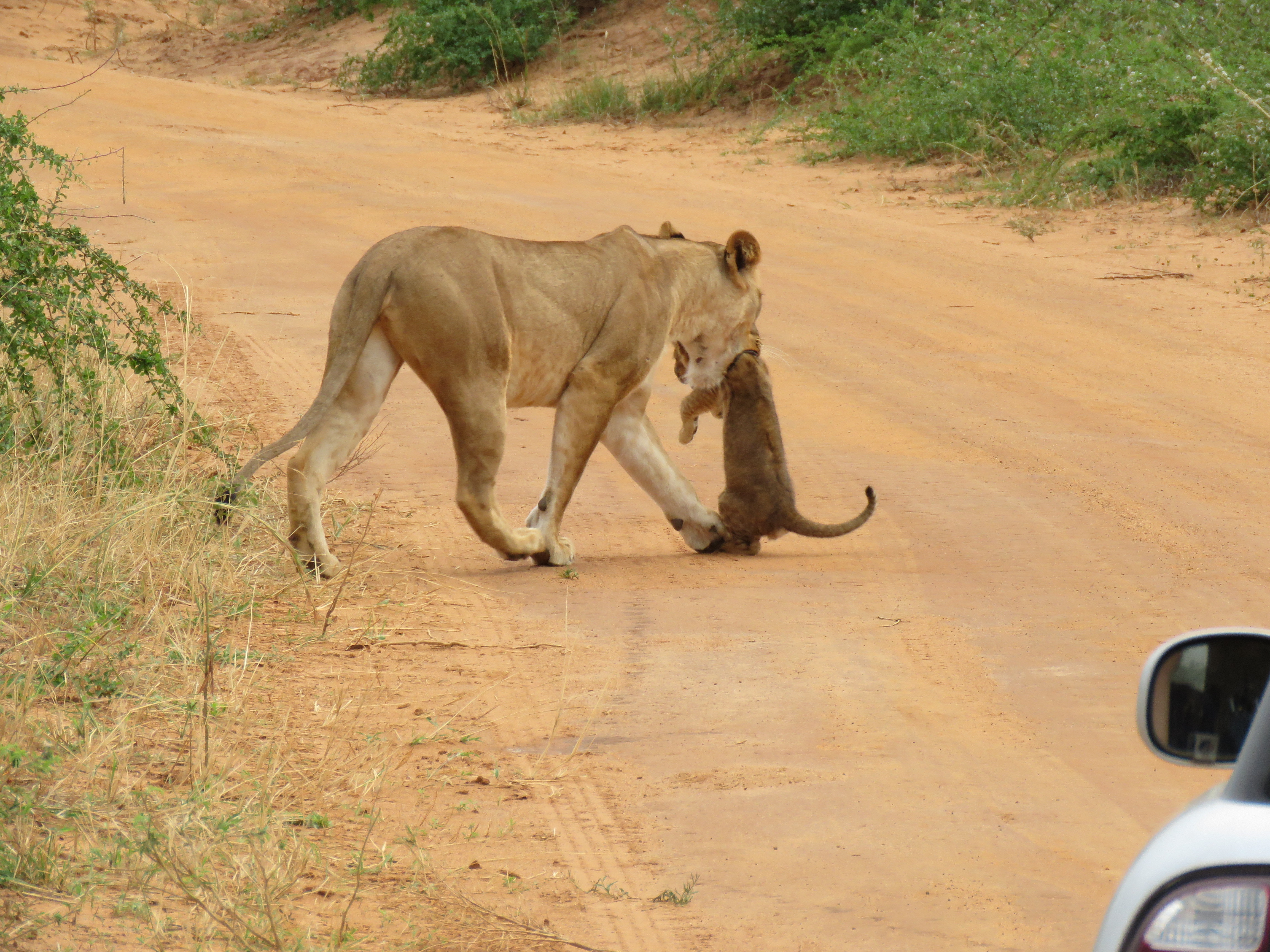 Lioness with cub at Murchison falls National park