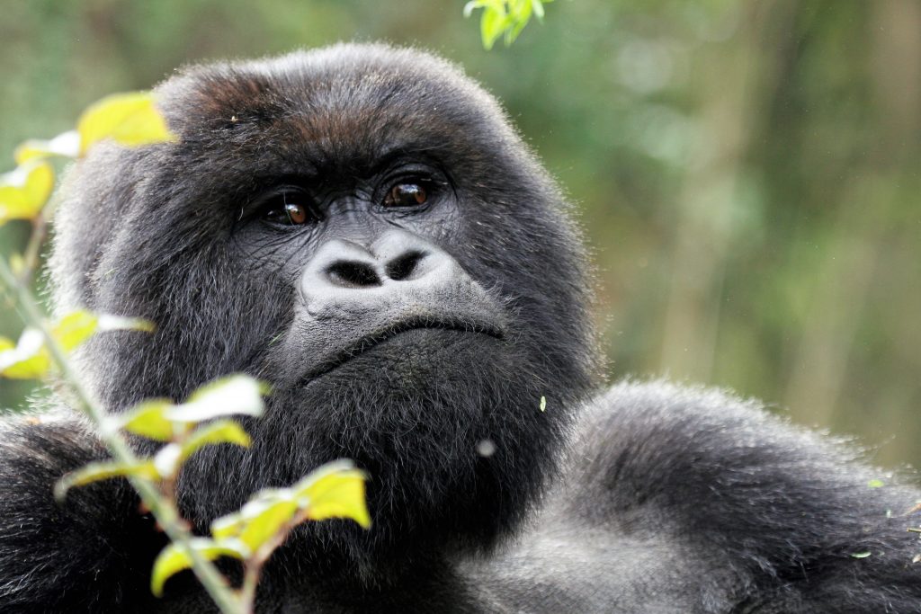 Adult mountain gorilla- Short gorilla trekking safaris in Uganda