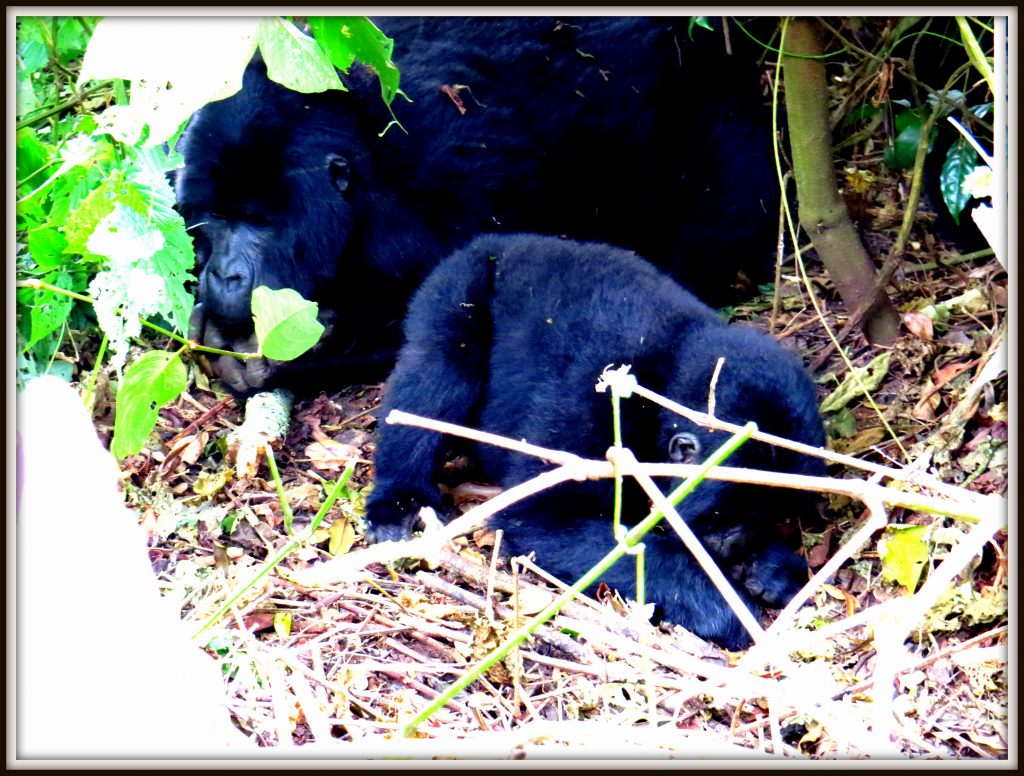 Mountain Gorillas in Bwindi Impenetrable National park