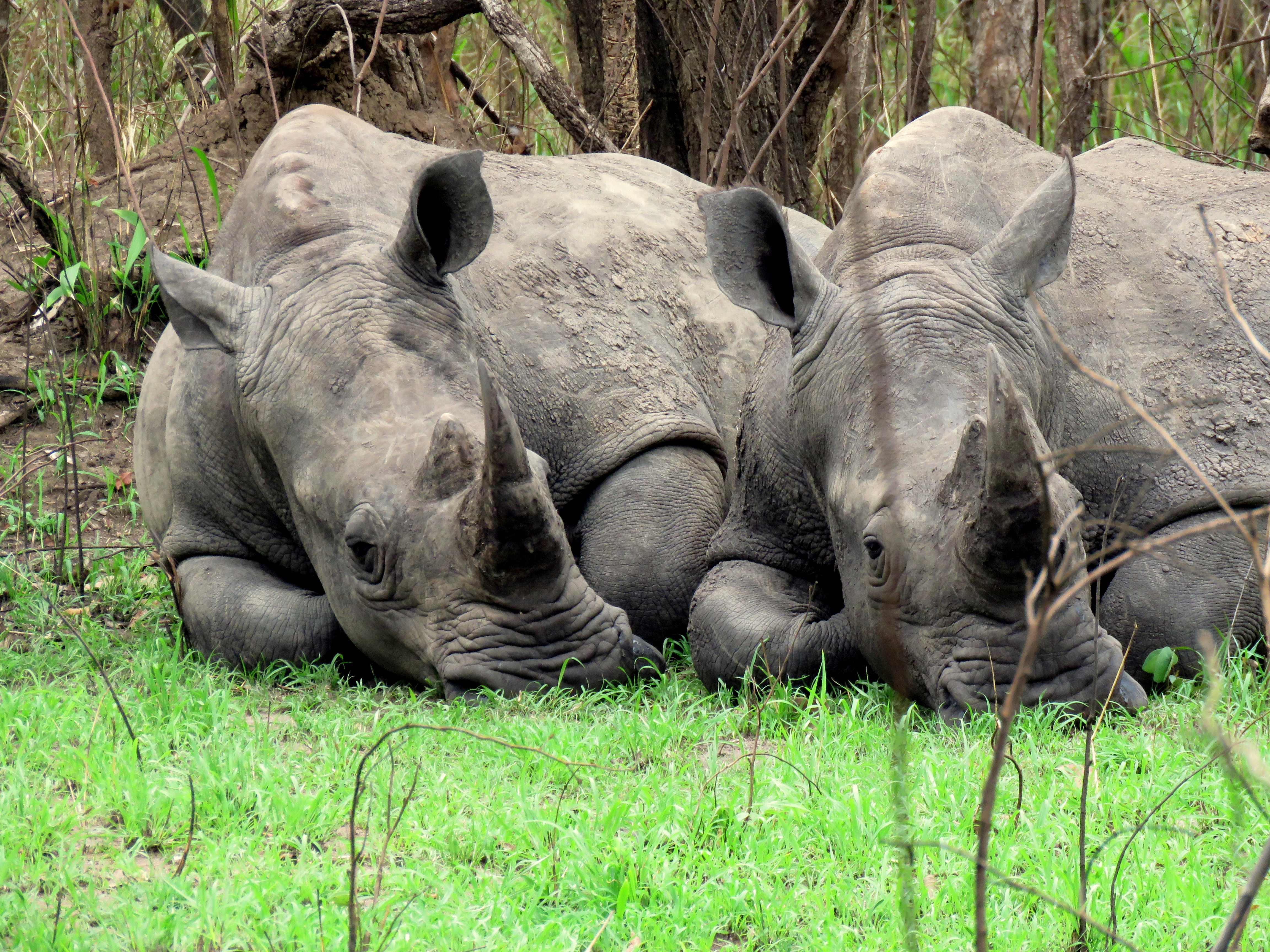 3 Days Murchison falls wildlife safari with rhino tracking at Ziwa Rhino Sanctuary, see the Big 5 animals