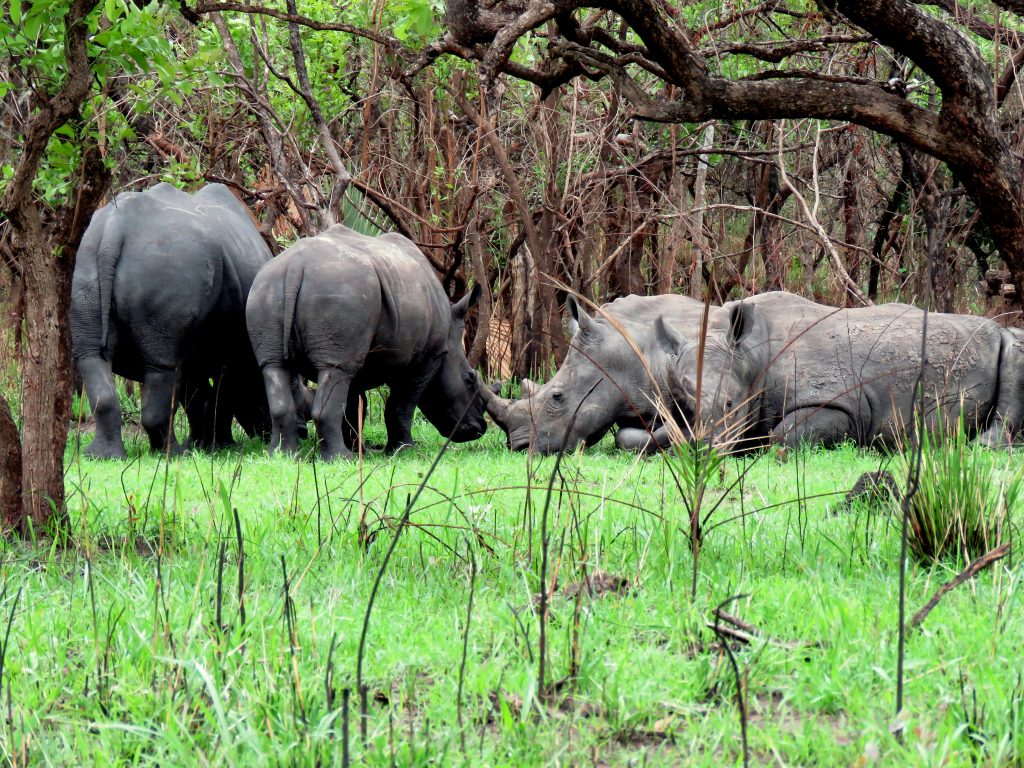 Rhino tracking- Best things to do in Uganda