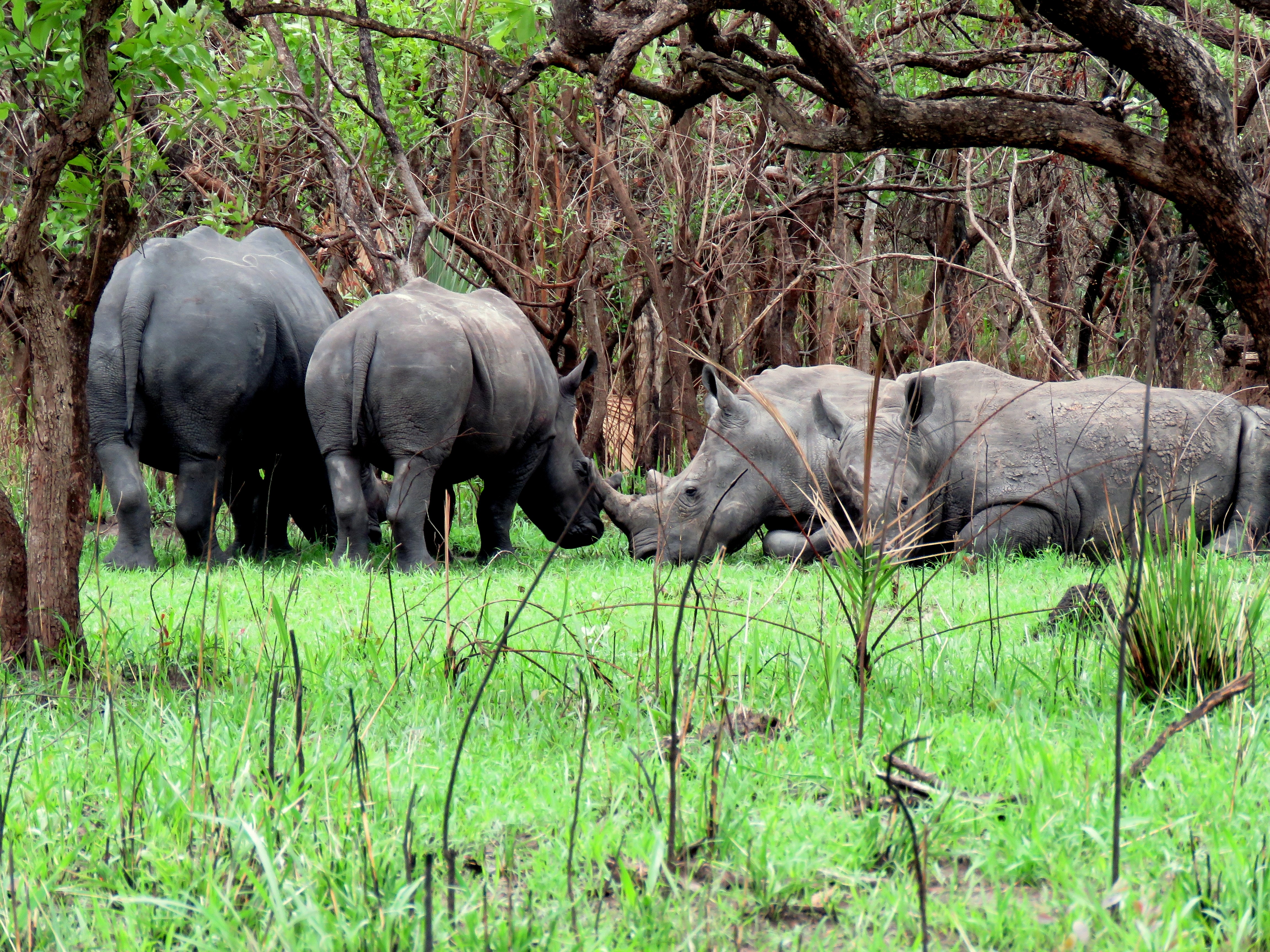 1 Day Rhino Tracking Tour - White Rhinos at Ziwa Rhino Sanctuary