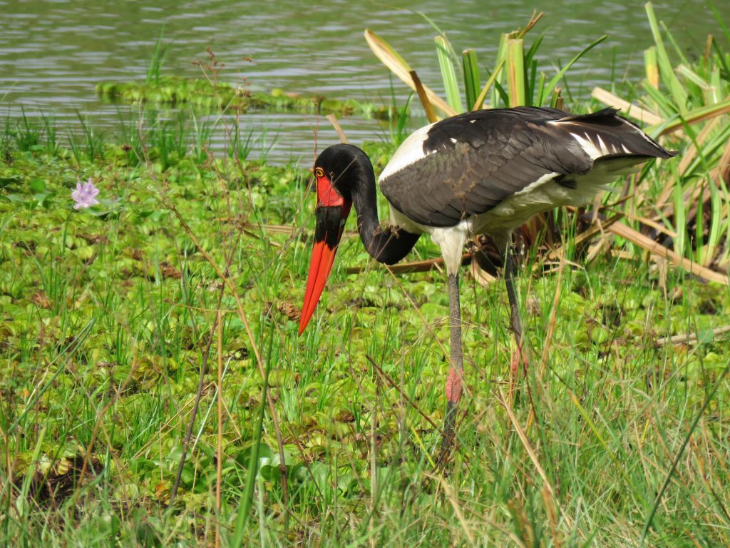 Saddle Billed Stork- Best bird watching places in Uganda