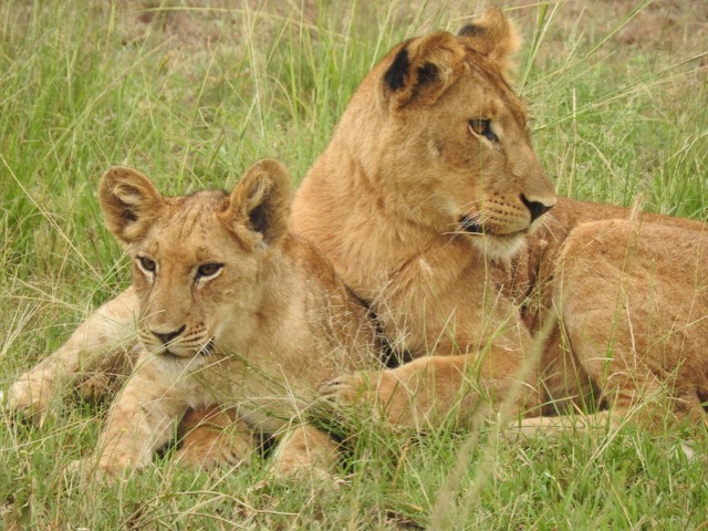 Lion- one of the big five safari animals in Uganda