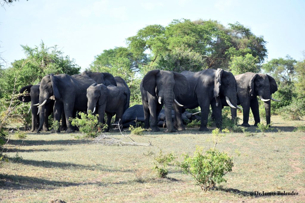 a herd of elephants- Best things to do in Uganda