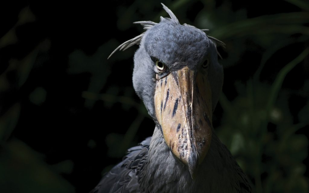 Sheobill Stork at Mabamba swamp in Uganda