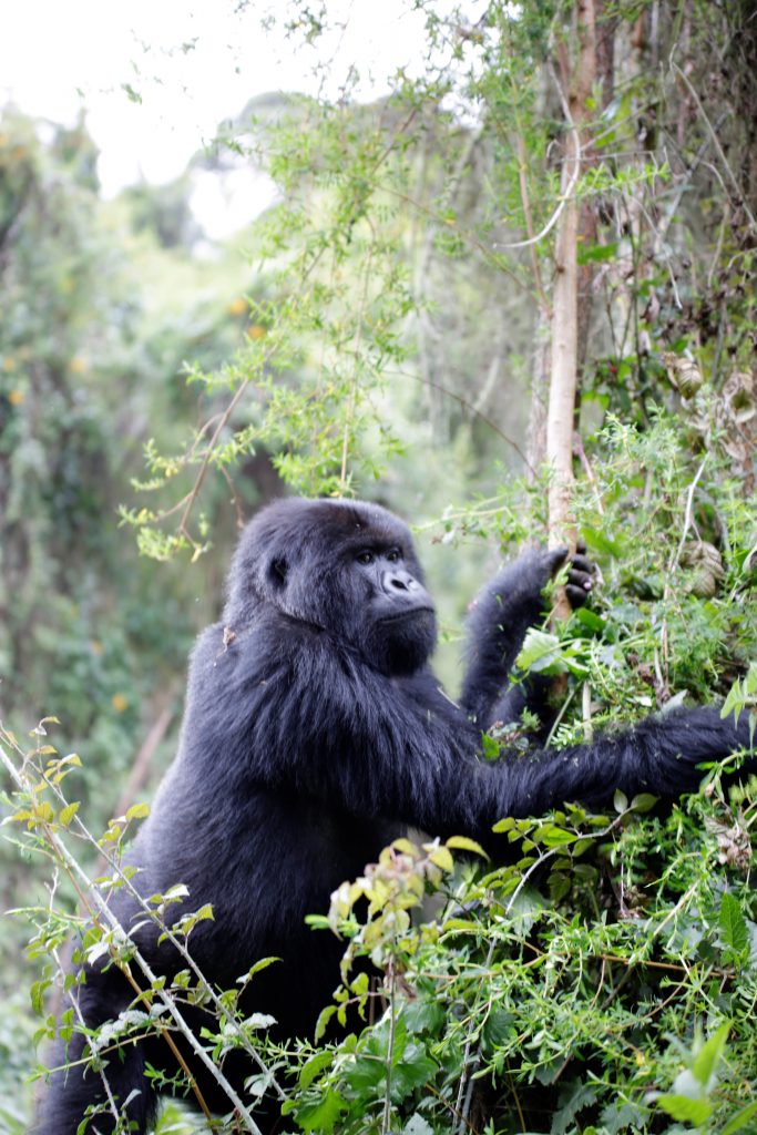 Gorilla Trekking Experience in Uganda