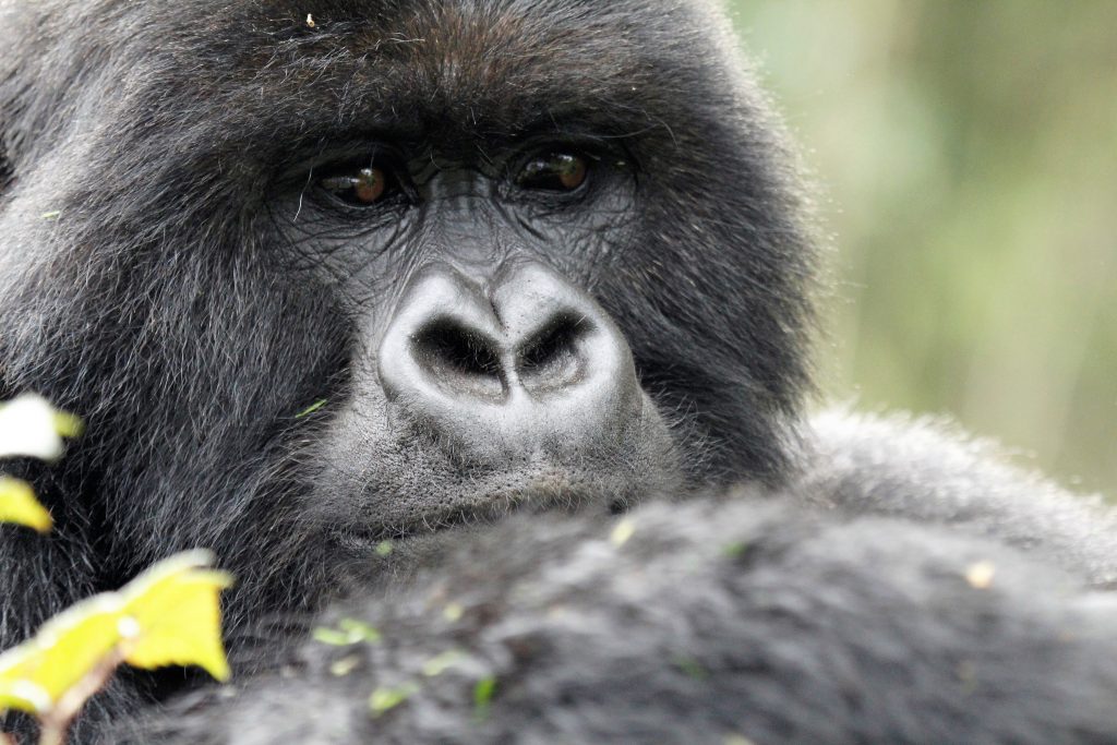 When to Book Gorilla Trekking Permits