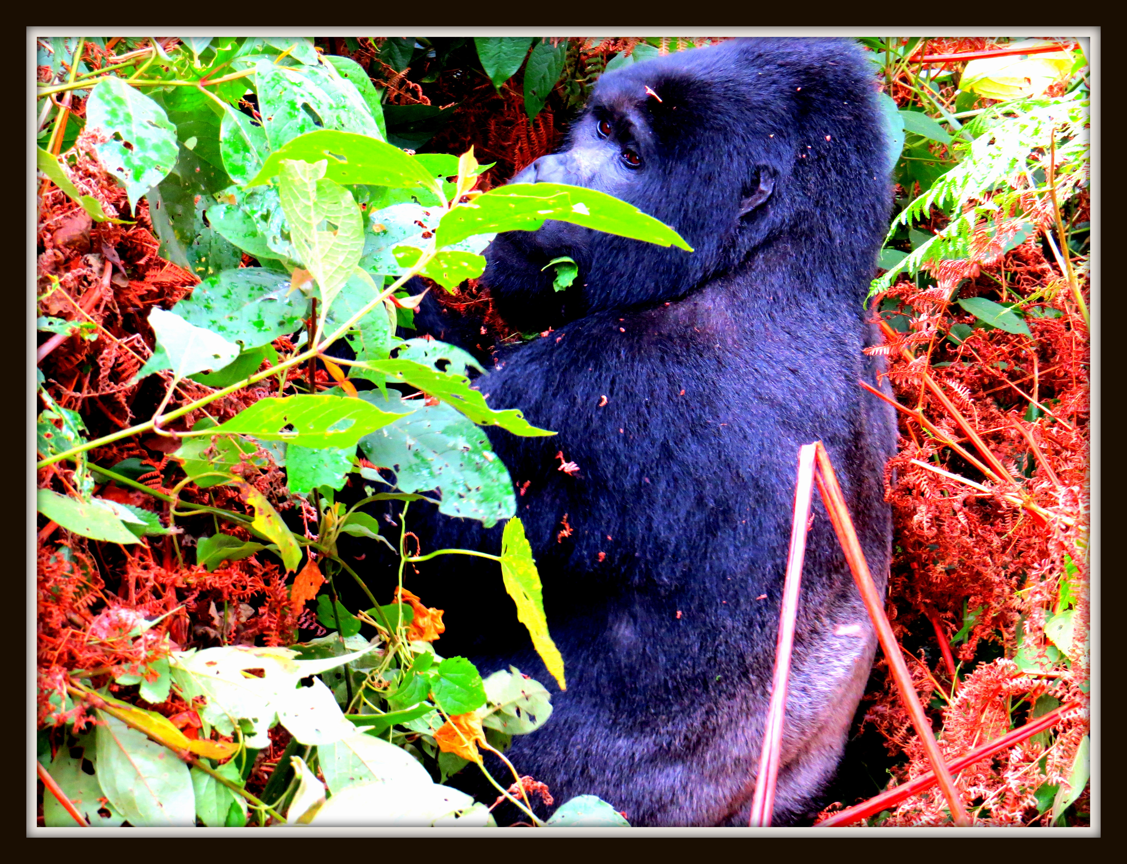 Silver Back Gorilla in Bwindi Forest