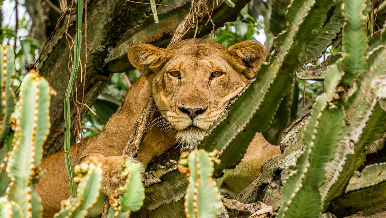 Tree climbing lion- The big five safari animals