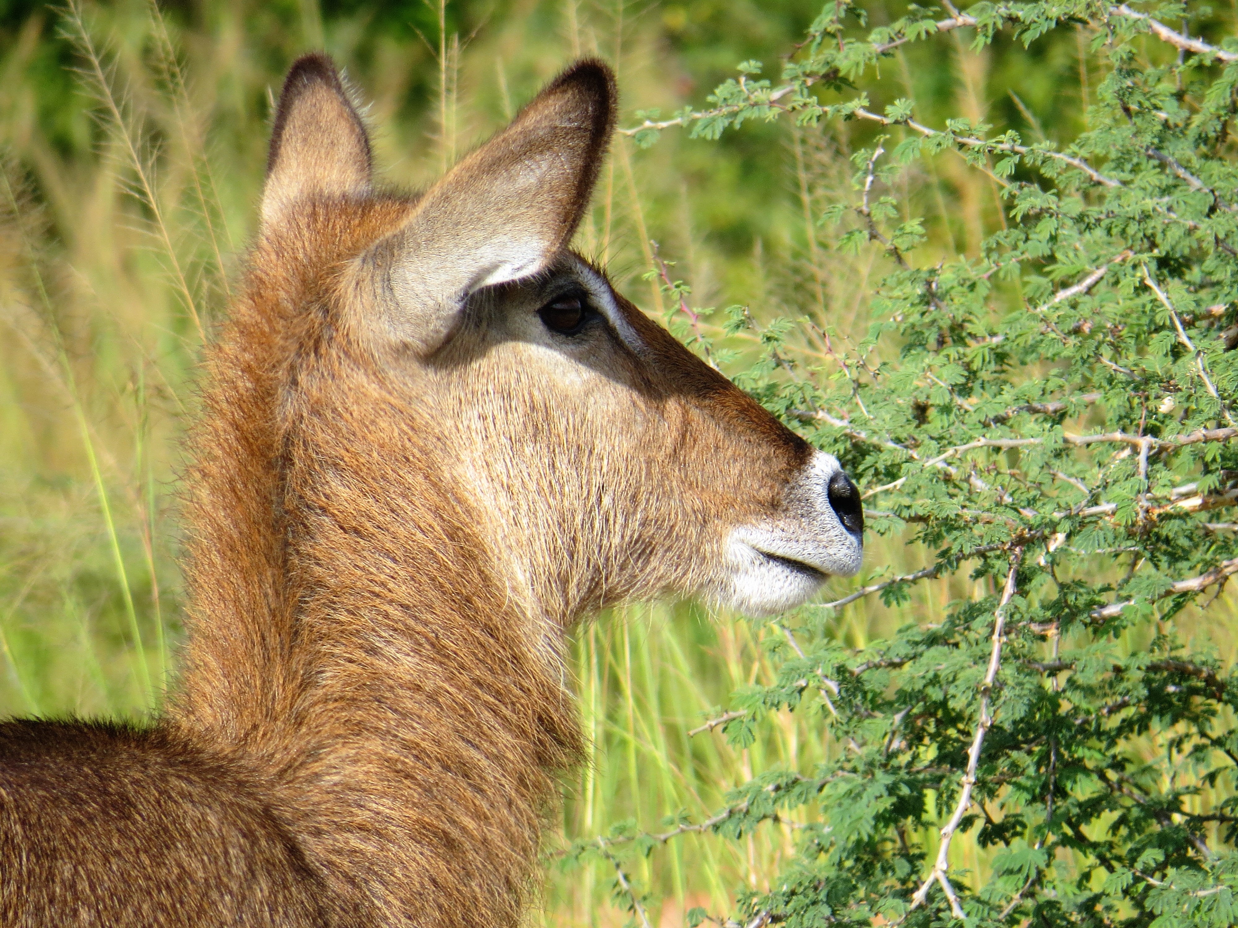 1 day Akagera National Park express safari in Rwanda - Gorilla Link Tours