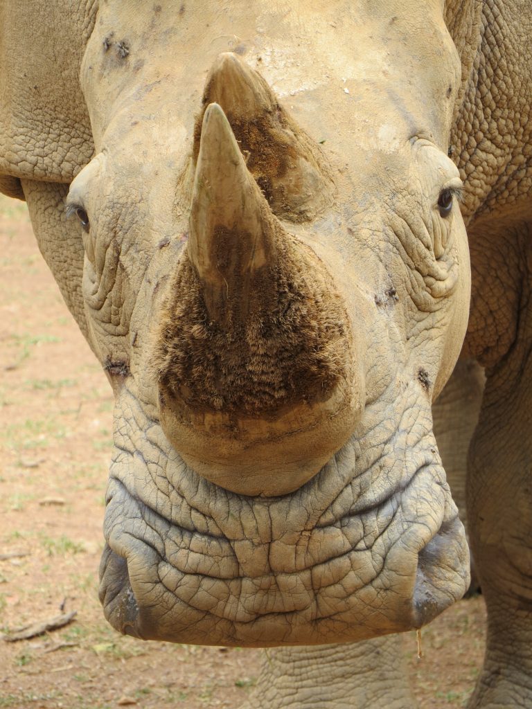 White rhino seen at Uganda Wildlife Education Center- The Big Five safari animals