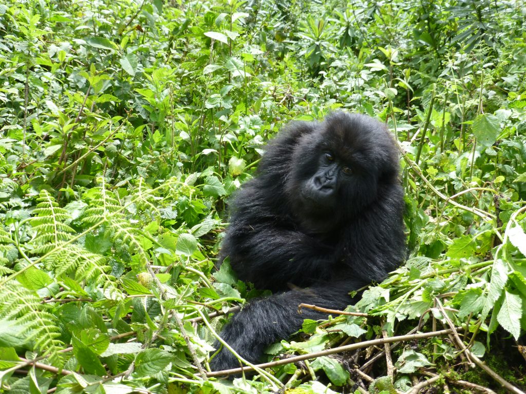 Gorilla Trekking Experience in Uganda