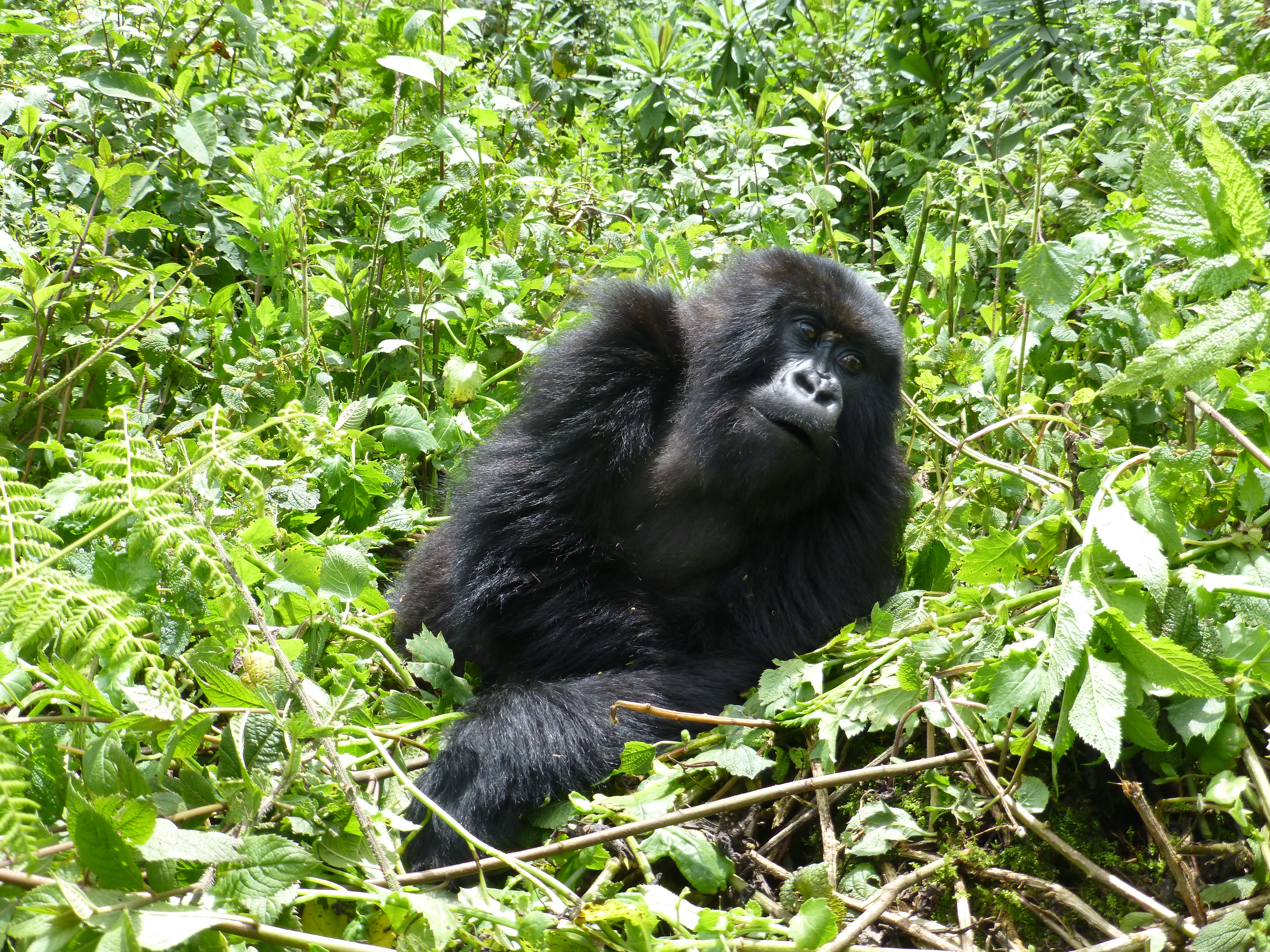 7 day Rwanda luxury Tour