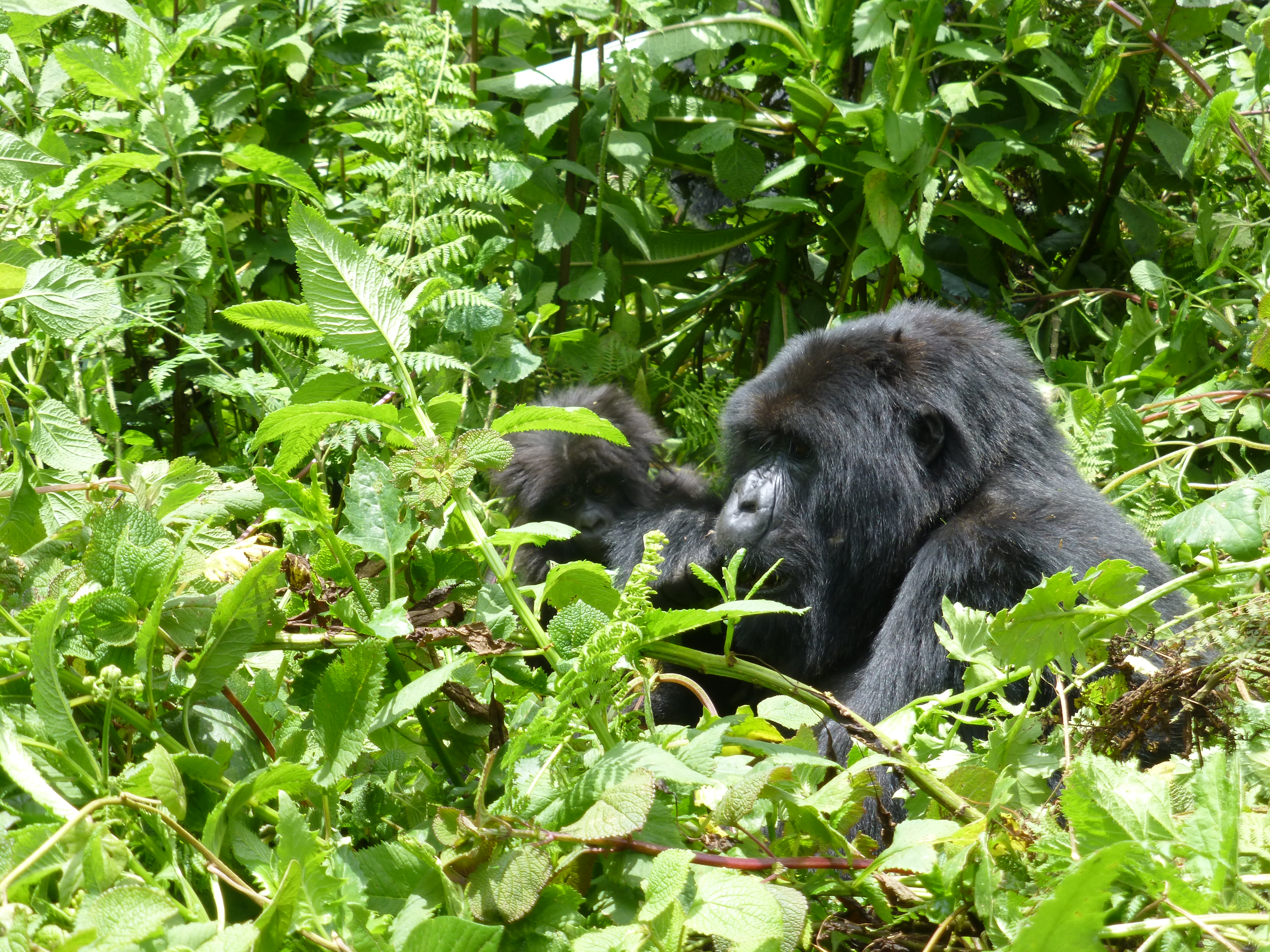 6 Days Gorillas and Murchison Falls National Park safari