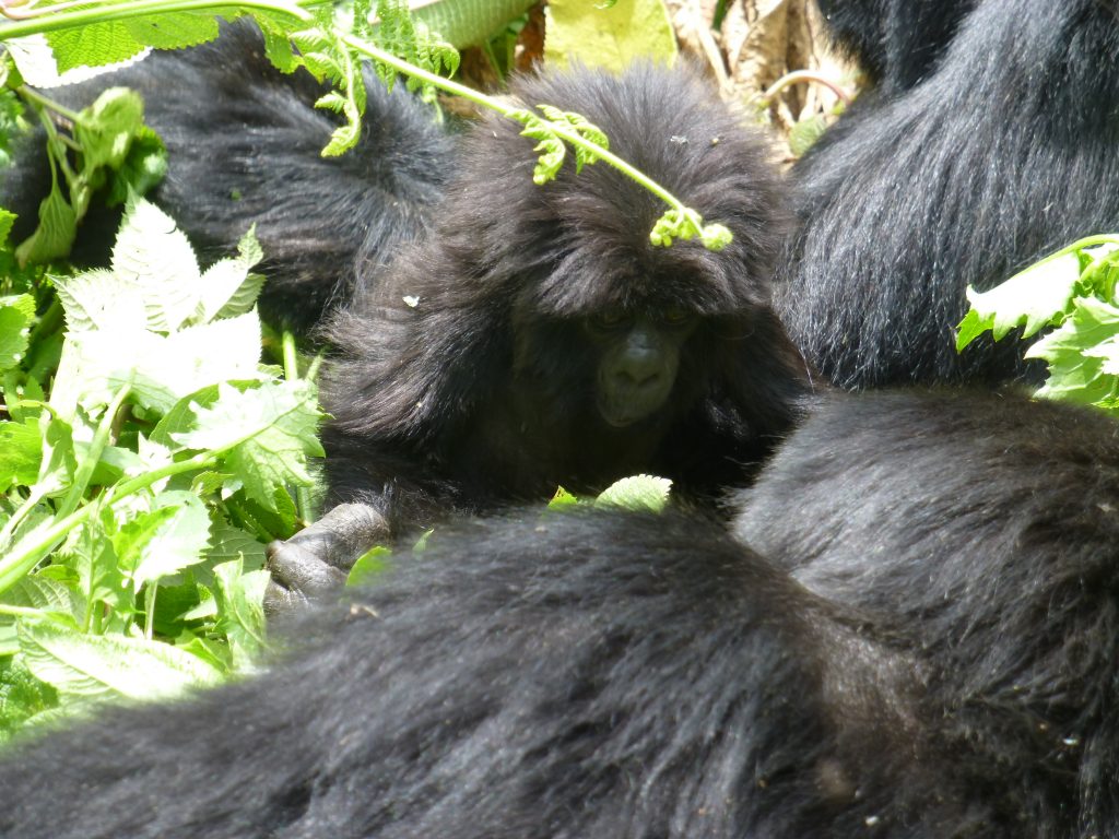 Gorilla Trekking Experience in Uganda