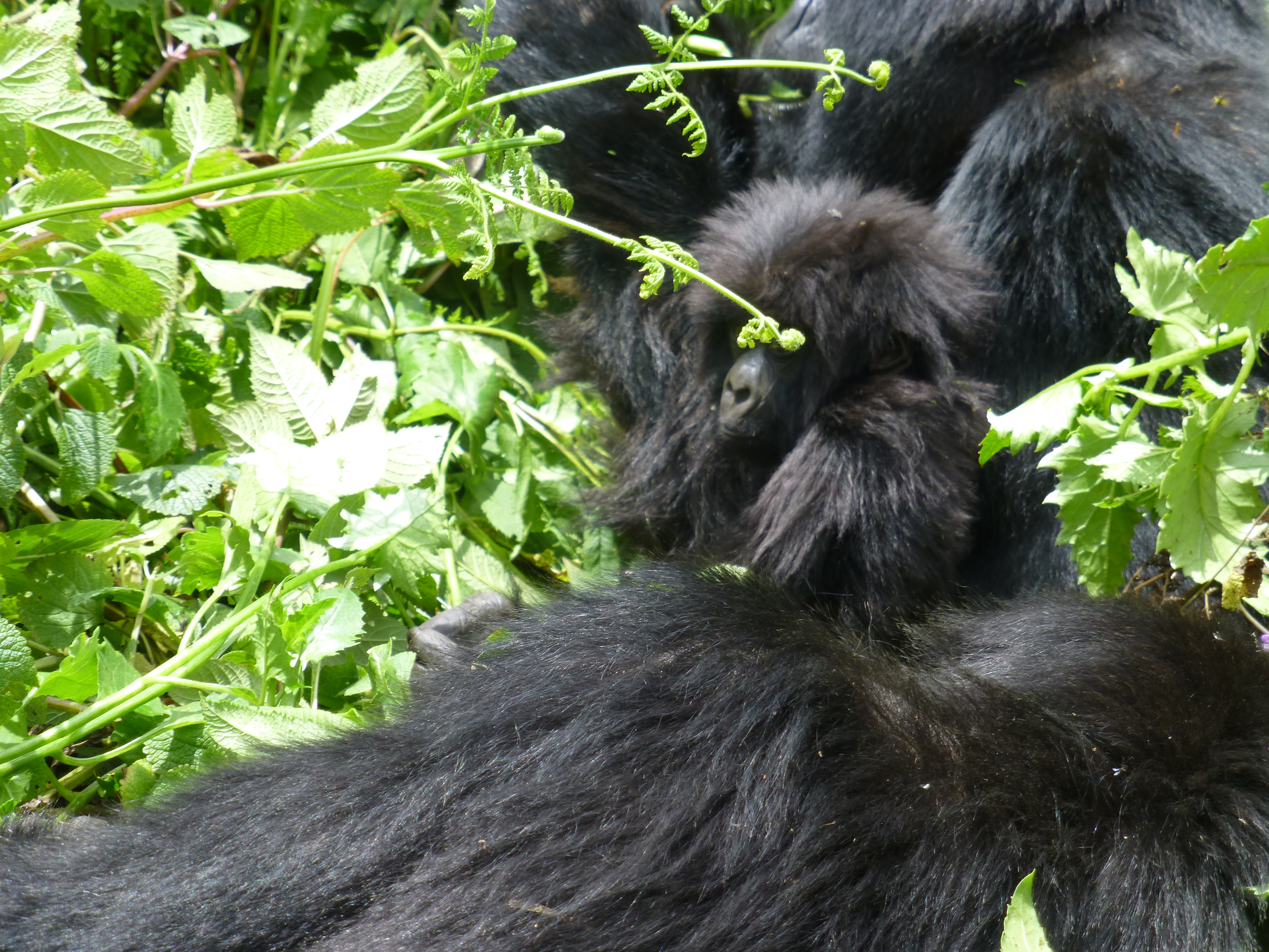 Gorilla trekking safaris in Bwindi Impenetrable National Park