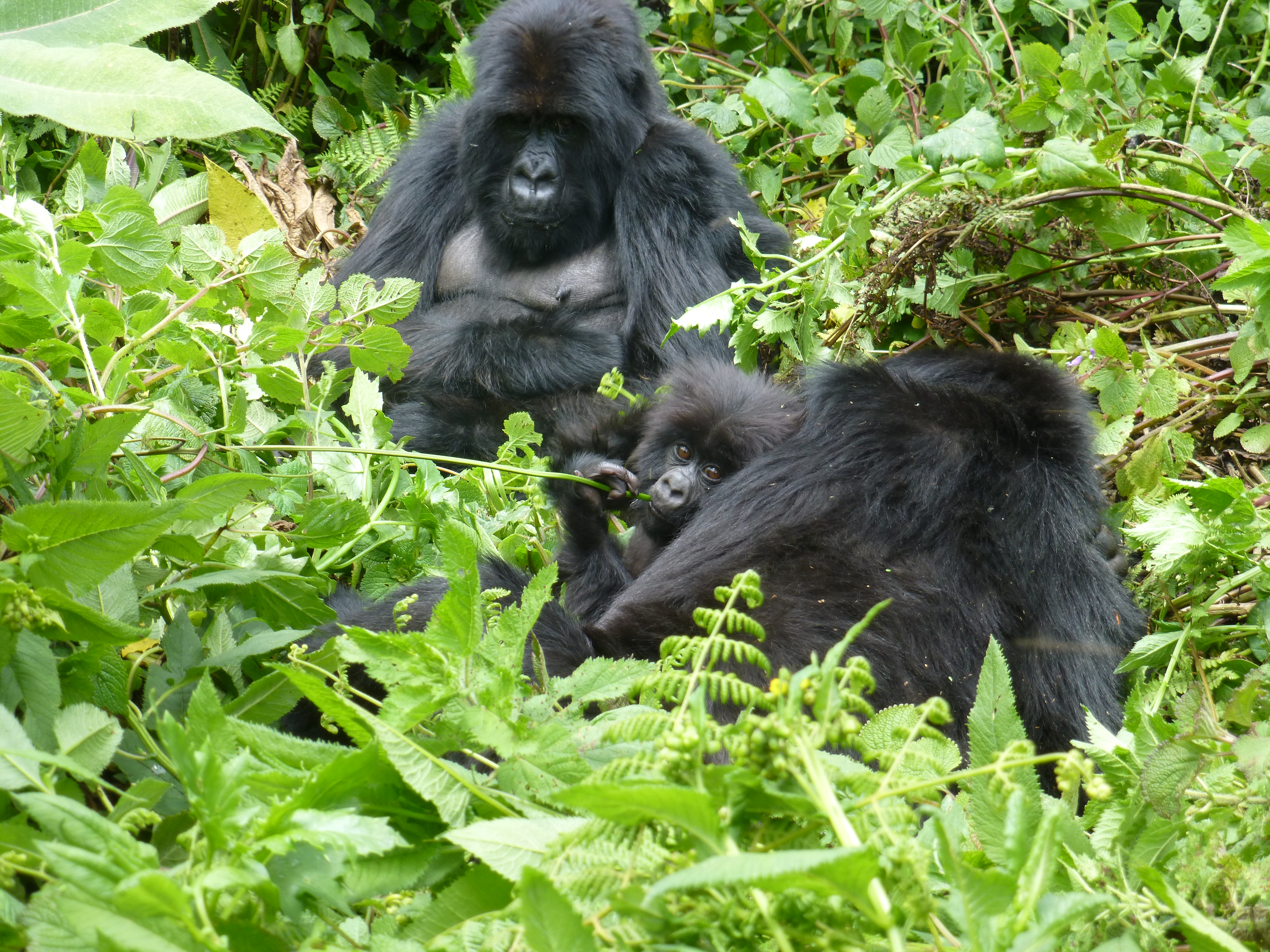 429-Rwanda 2012-Boppart