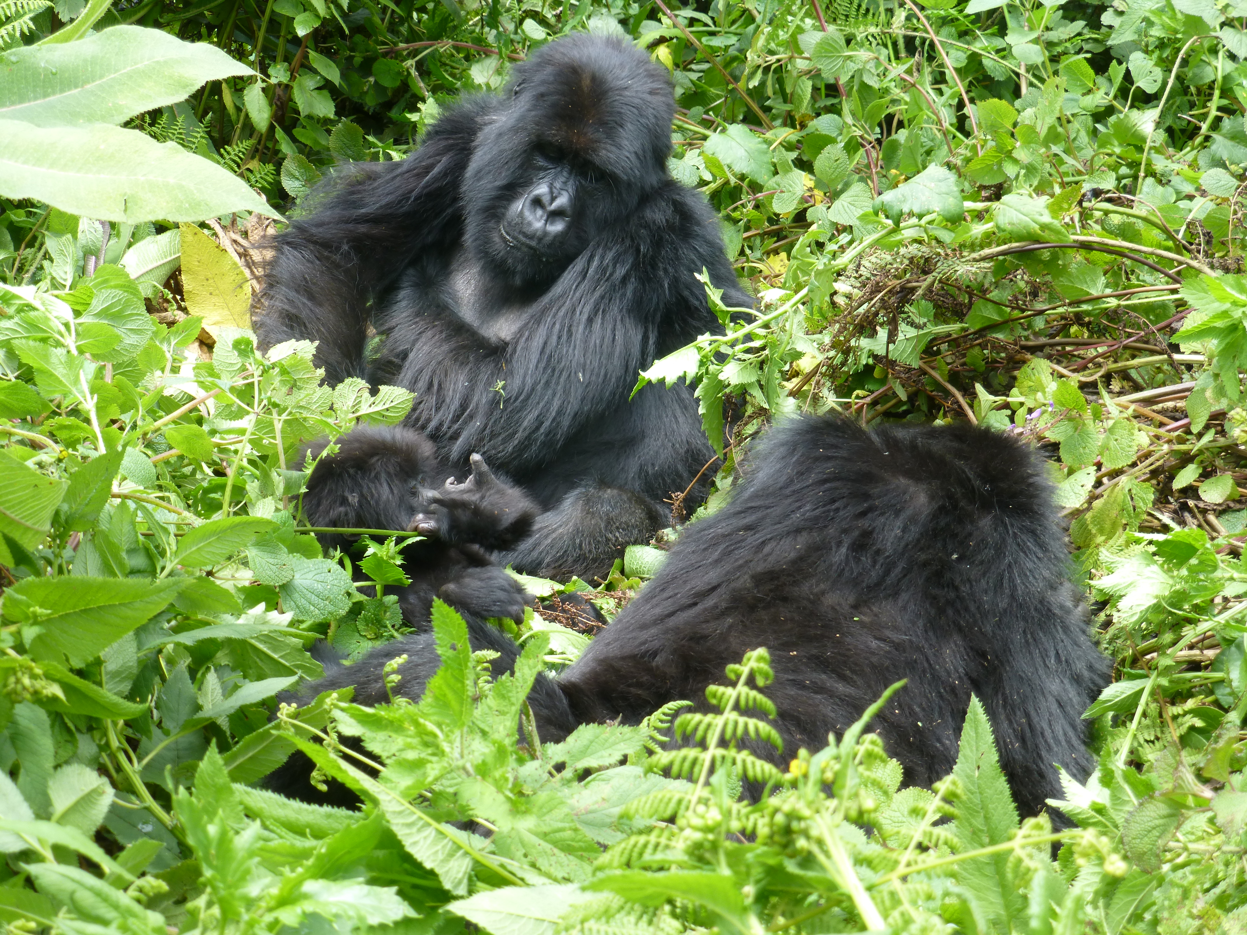 5 Days gorilla tracking Congo with Nyiragongo Volcano hike safari | Democratic Republic of Congo