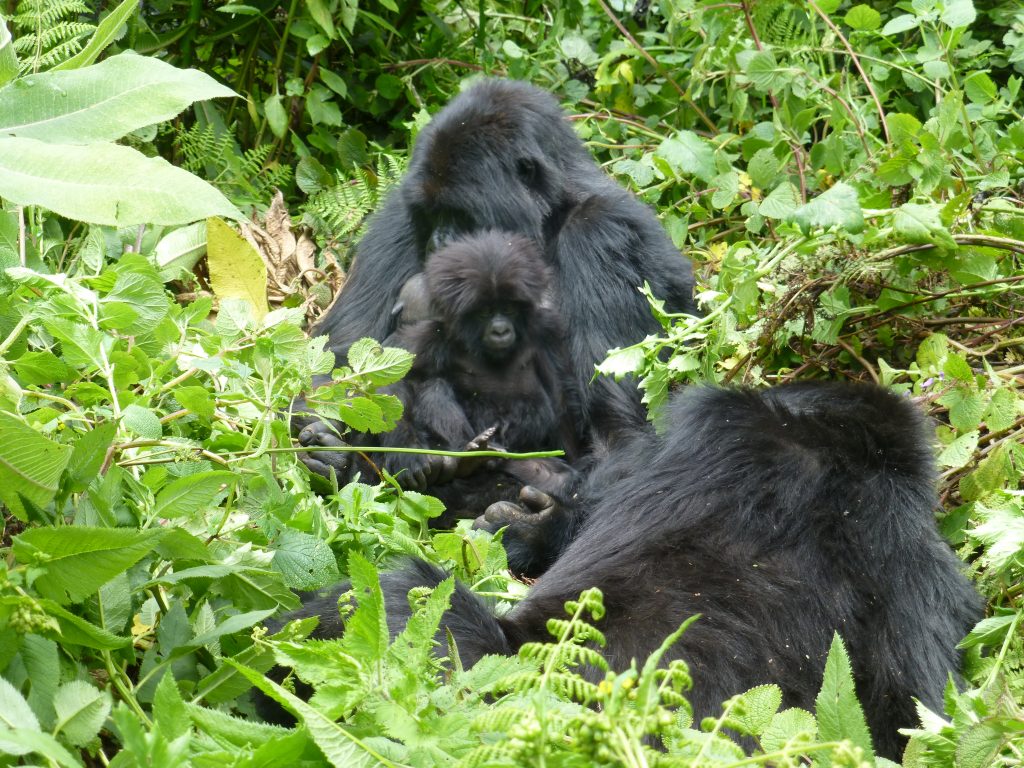 Mountain gorillas- How to reserve gorilla permts