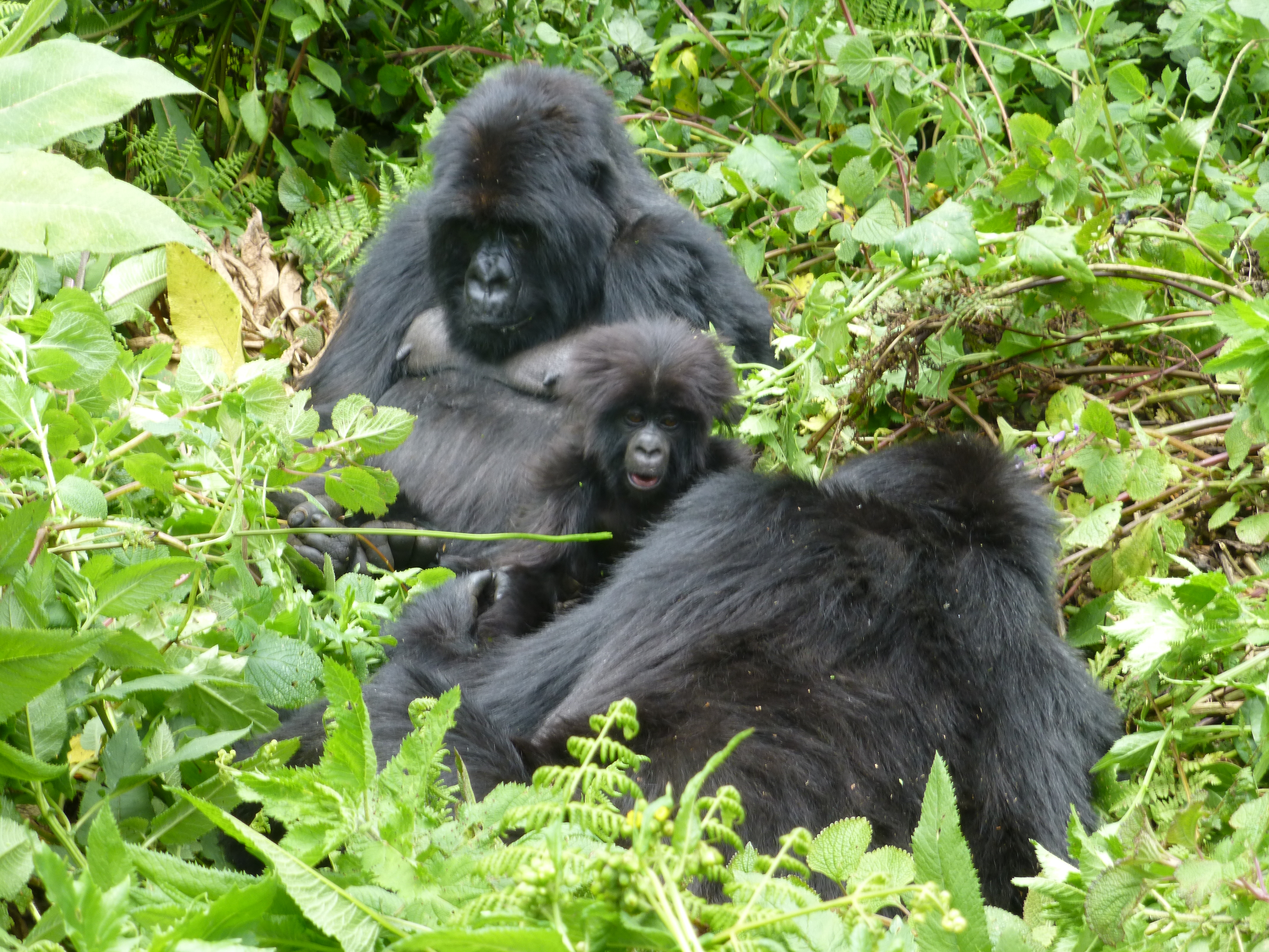 Mountain Gorillas Information - where to find them - Gorilla safaris | Gorilla Link Tours