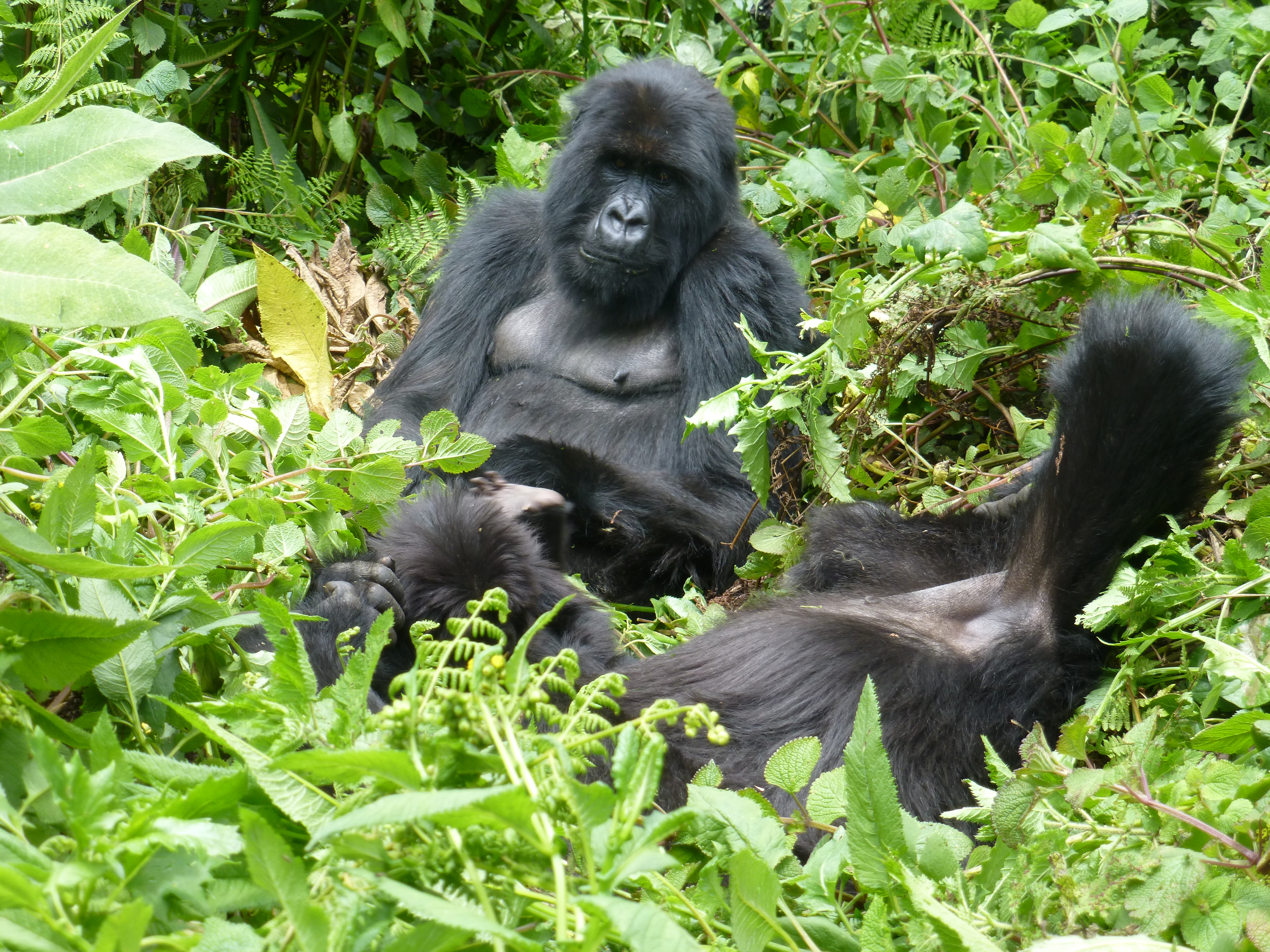 3 Days Budget Gorilla Tracking safari in Bwindi Forest national park, Trekking mountain gorillas in Uganda