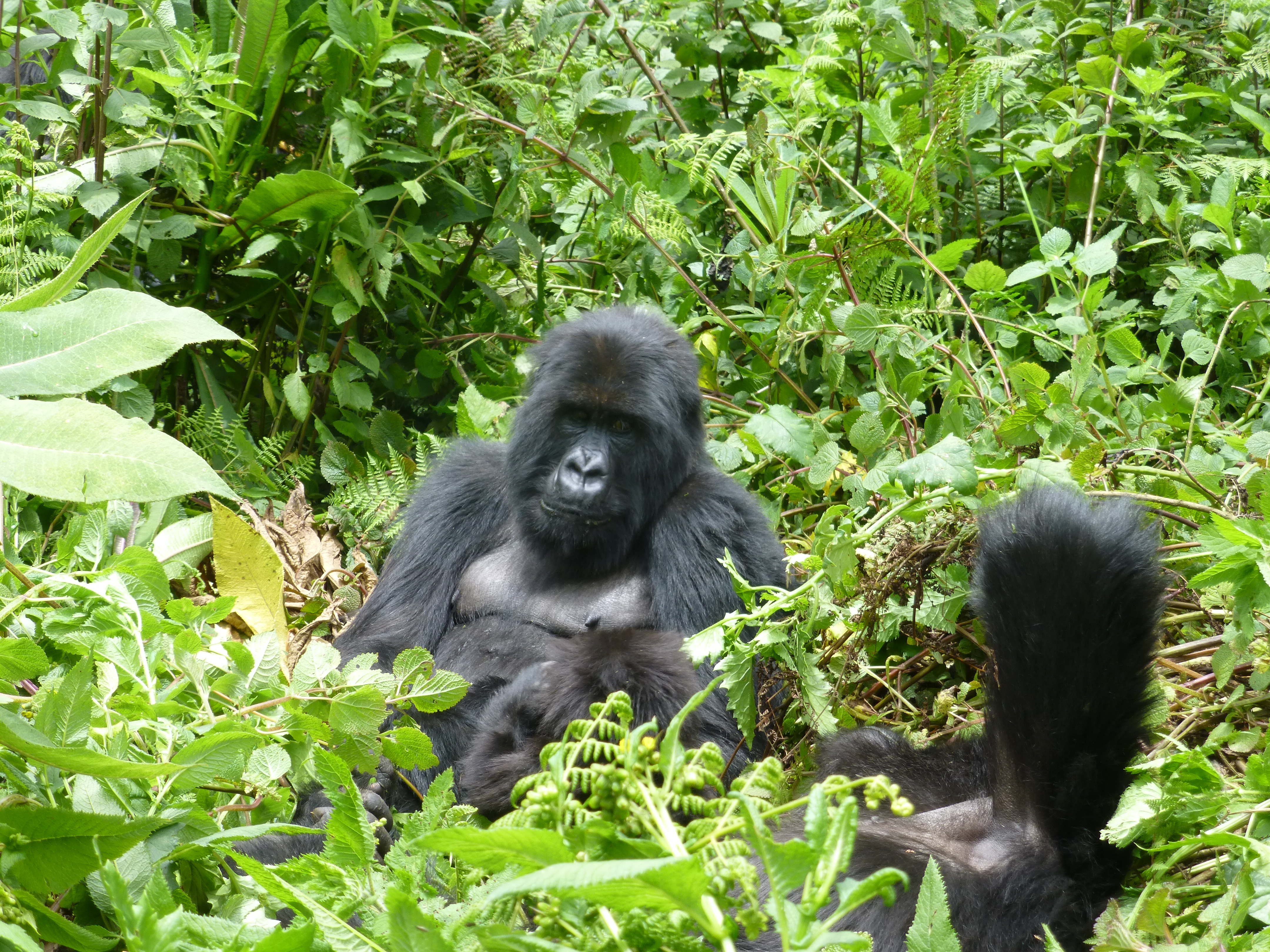 4 Days gorilla tracking Bwindi from Kigali Rwanda