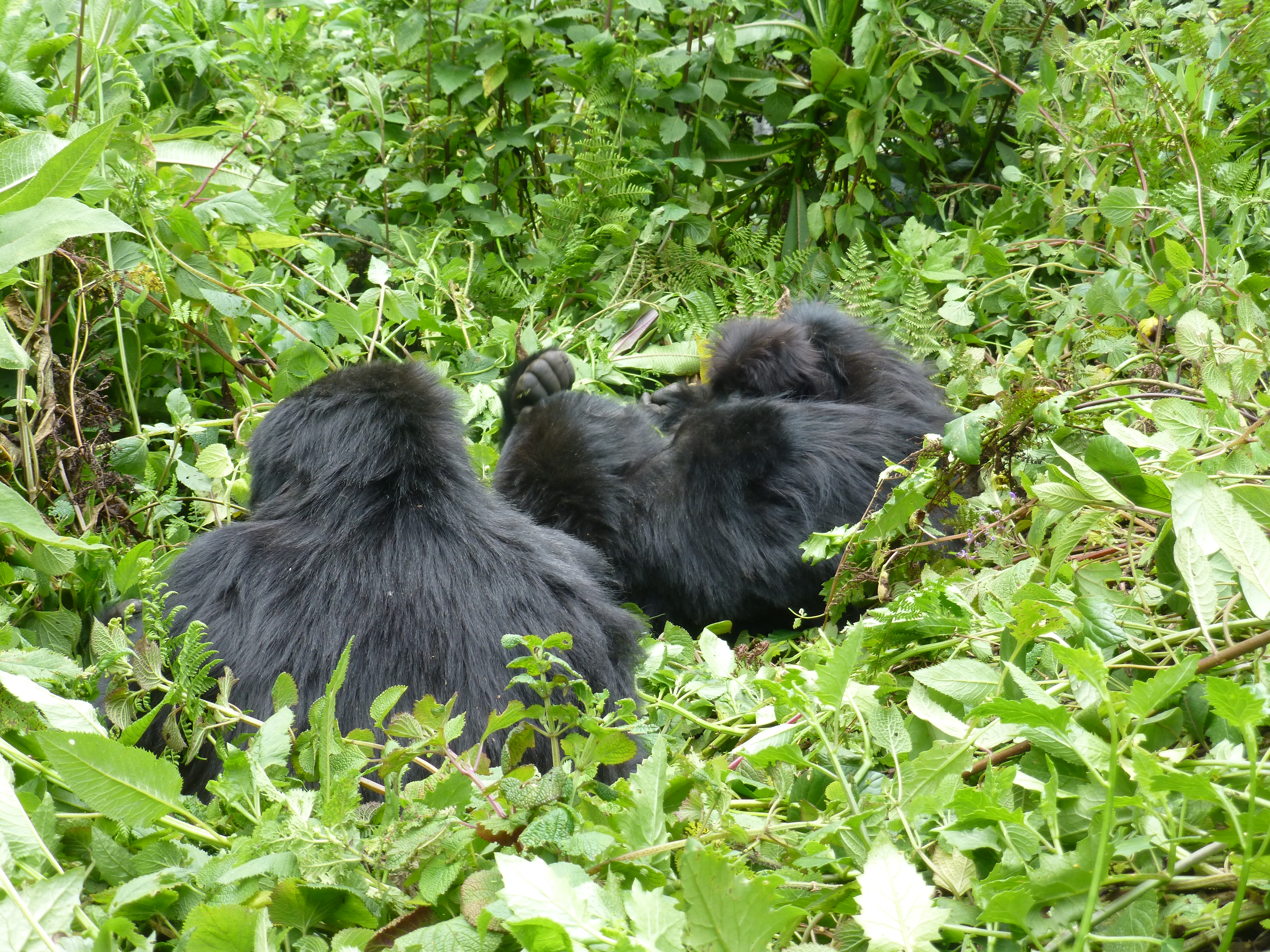 3 Days Fly into Rwanda and track Gorillas at Bwindi Forest in Uganda safari | Gorilla Link Tours