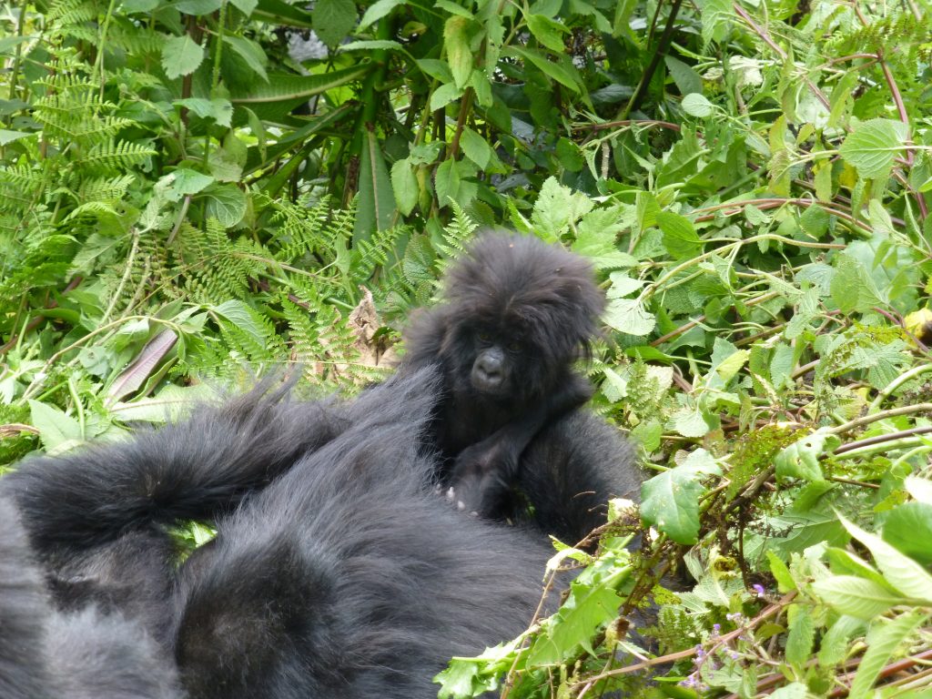 7 day Rwanda luxury Tour