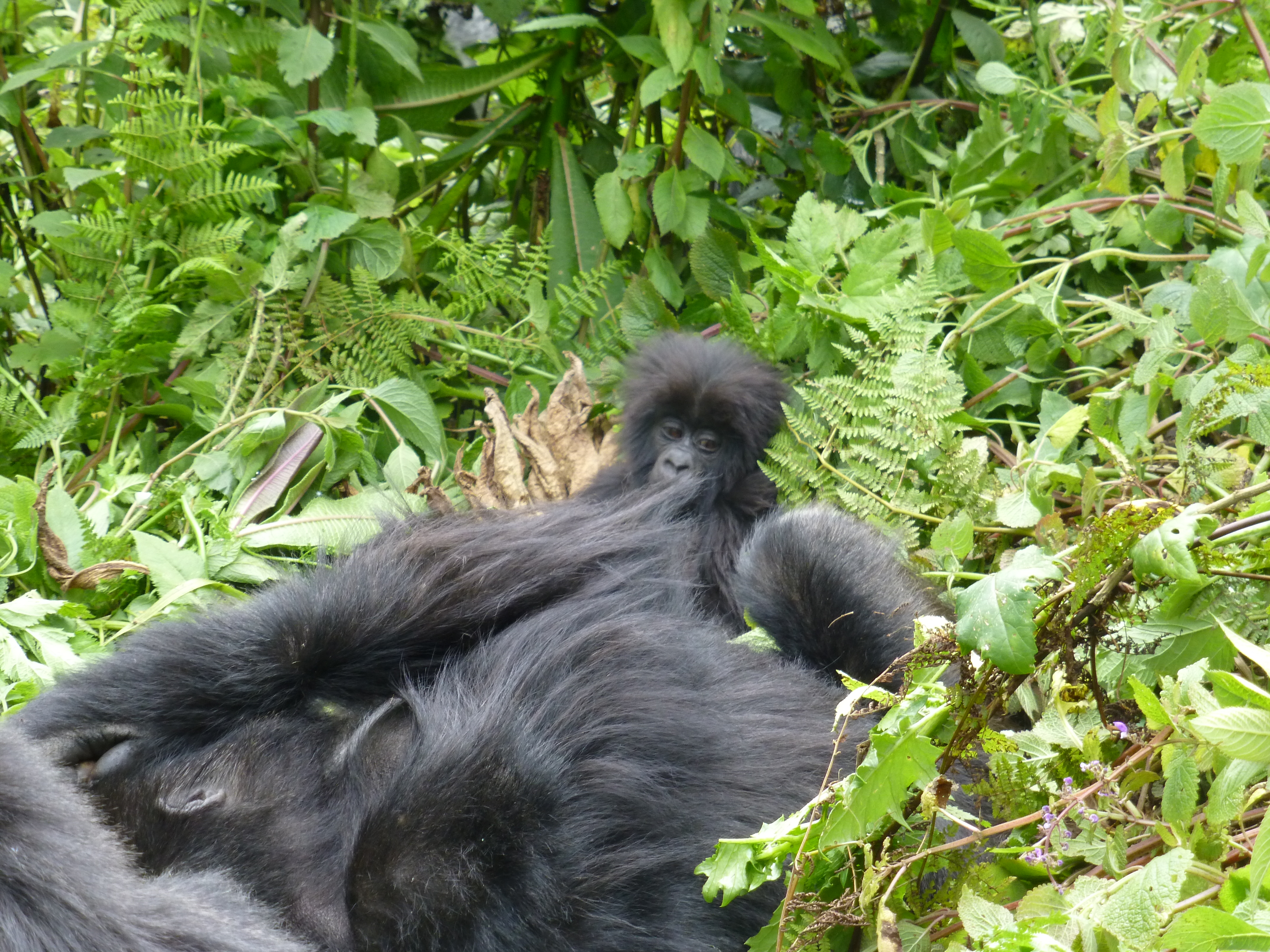 2 Days Gorilla Trekking safari starting from Kigali Rwanda, gorillas in Bwindi impenetrable national park