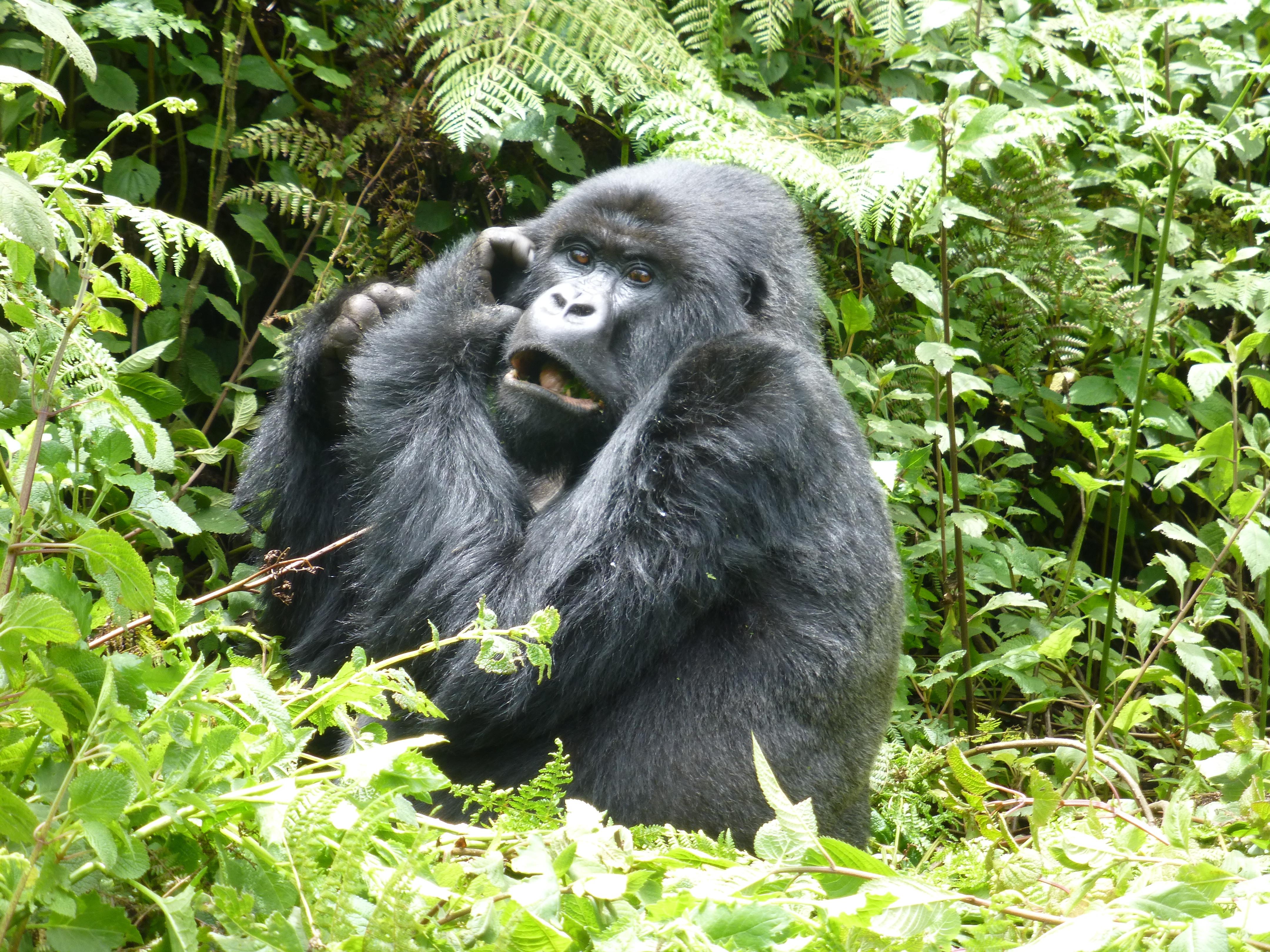 3 Days Gorilla tracking safari in Uganda, Bwindi impenetrable national park | Mountain gorilla trekking in Uganda