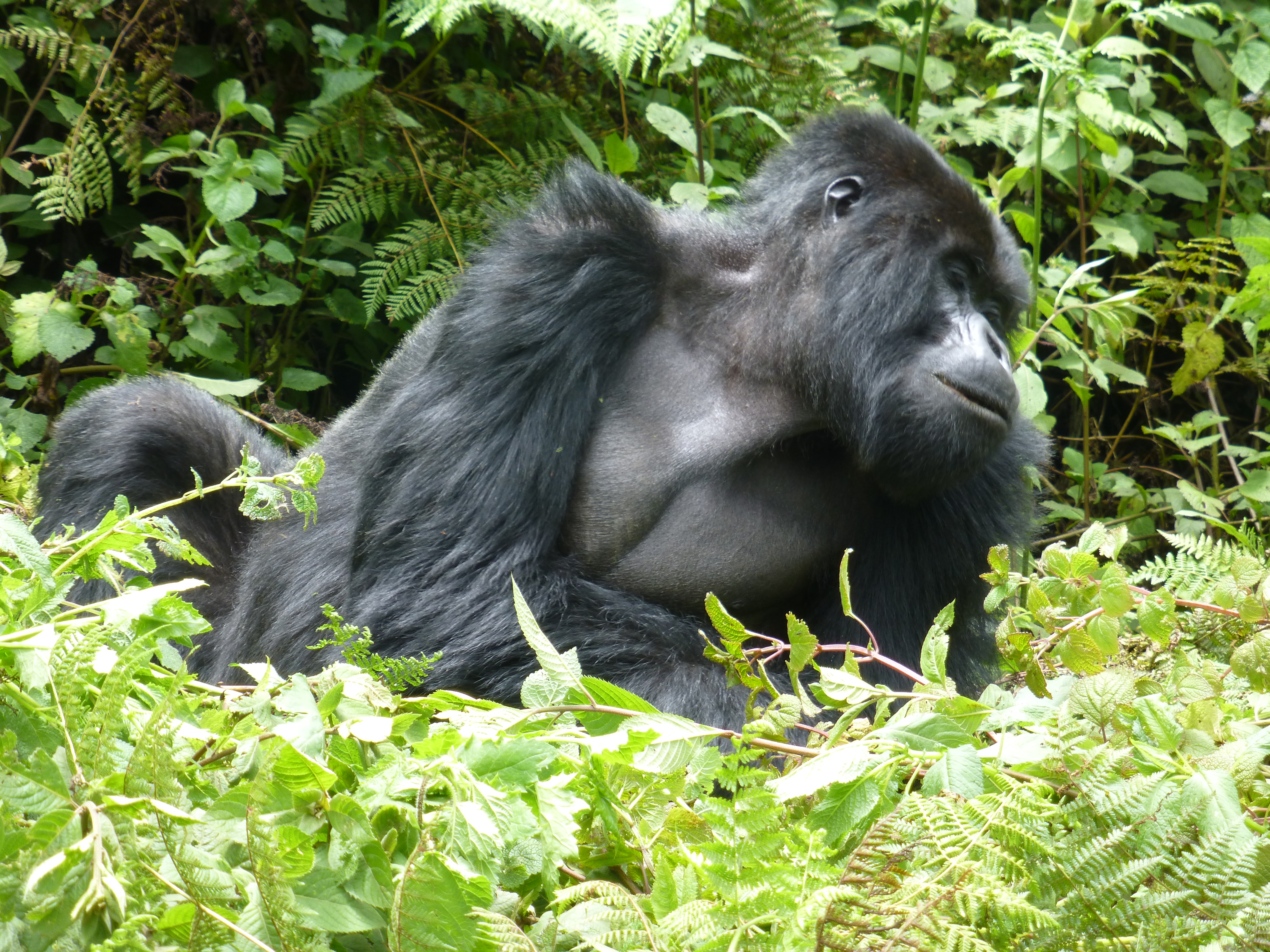 10 Days Best of Rwanda safari,  Mid range tour with gorilla, chimpanzee and golden monkey tracking