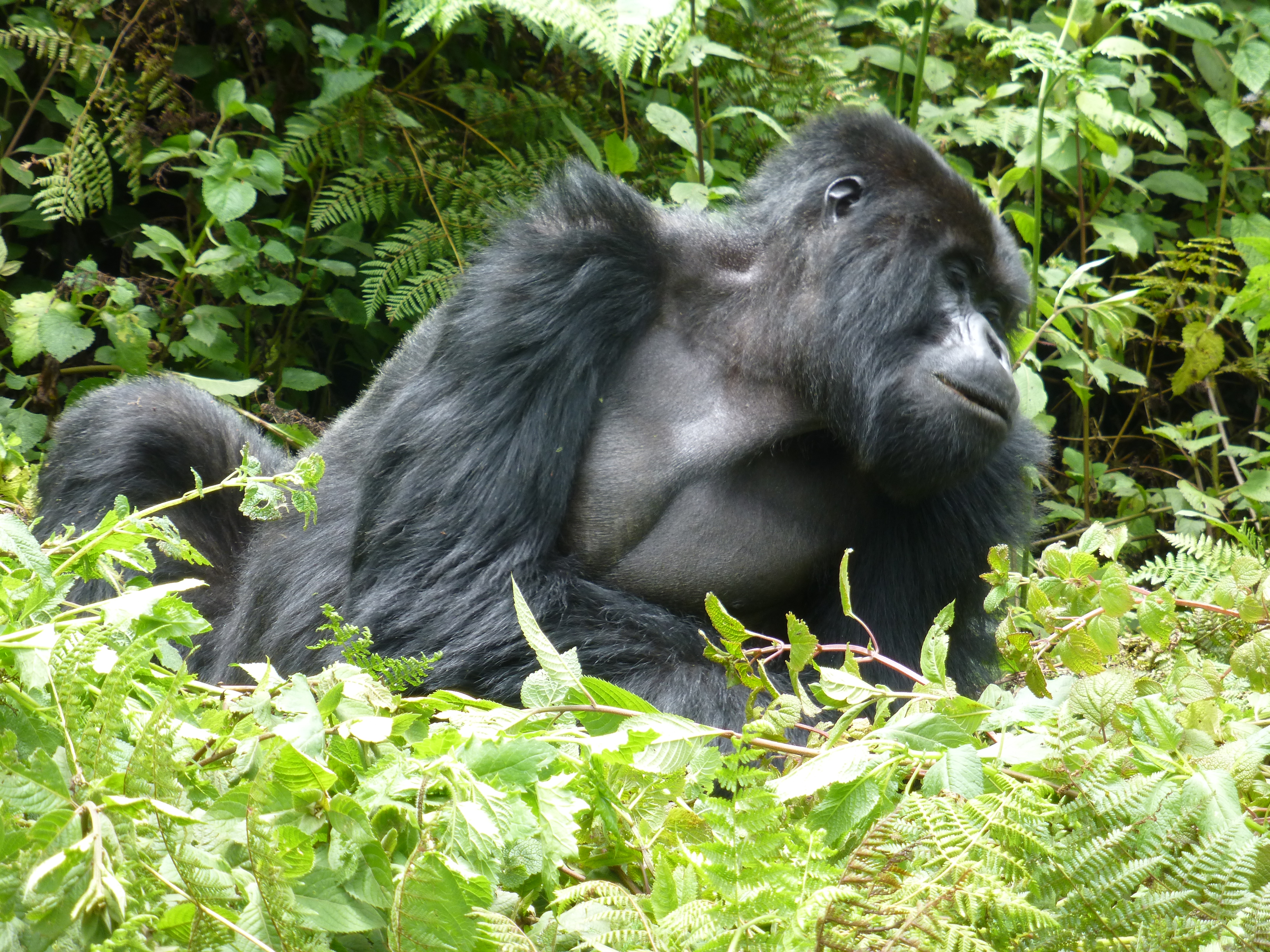 10 Days Best of Rwanda safari, Mid range tour with gorilla, chimpanzee and golden monkey tracking