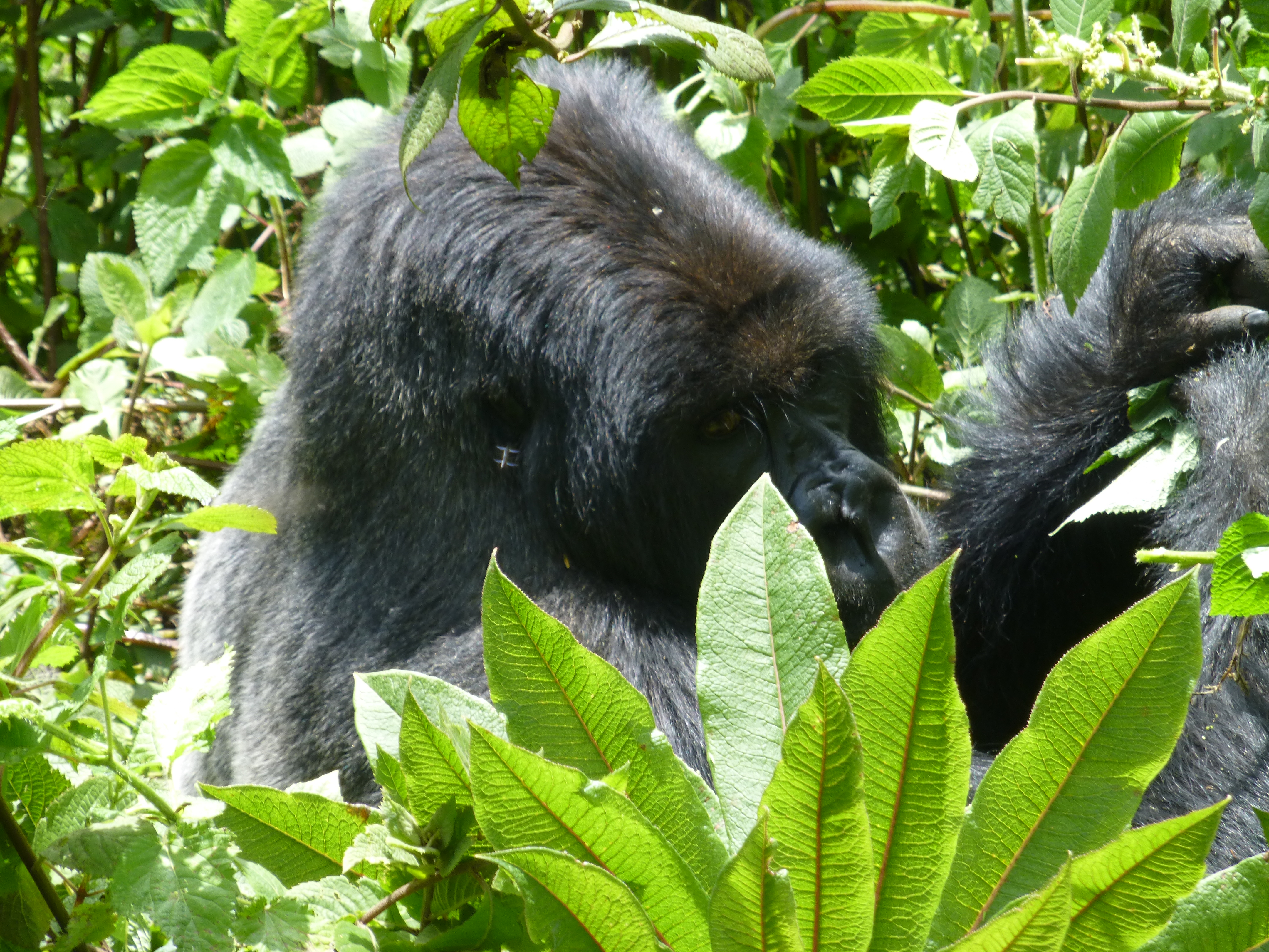 3 Days gorilla Tracking Rwanda safari in the volcanoes national park