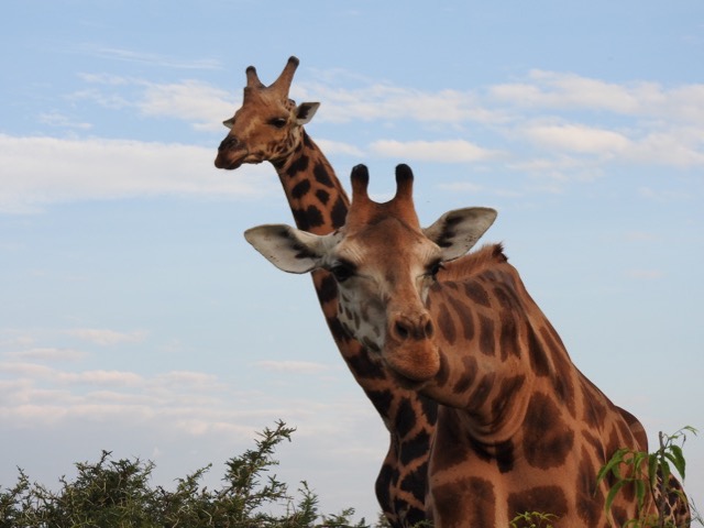 Akagera National Park - Best Things to do and see - Wildlife safaris - Accommodation