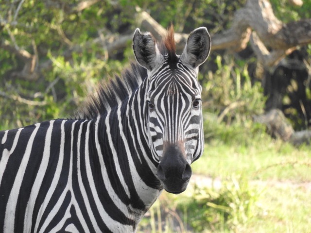 14 Days best of Uganda wildlife safari
