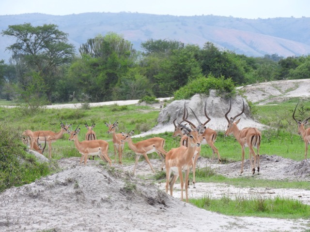 11 Days Uganda gorilla and wildlife safari with chimpanzee tracking and tree climbing lion tour