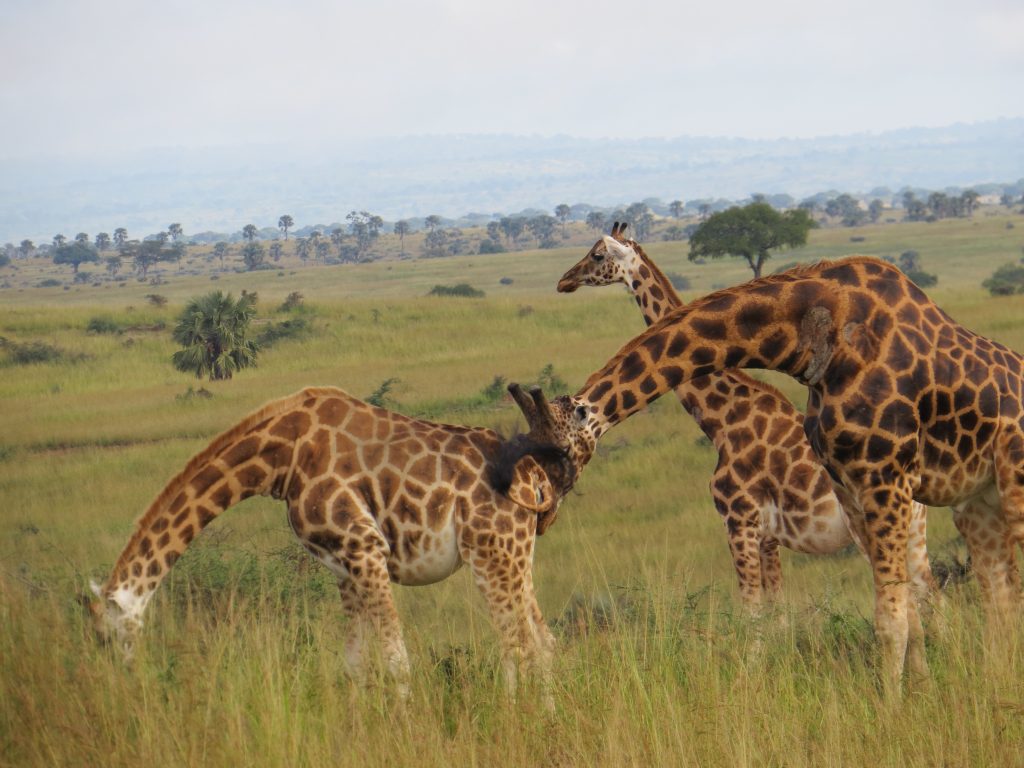 Murchison Falls National park