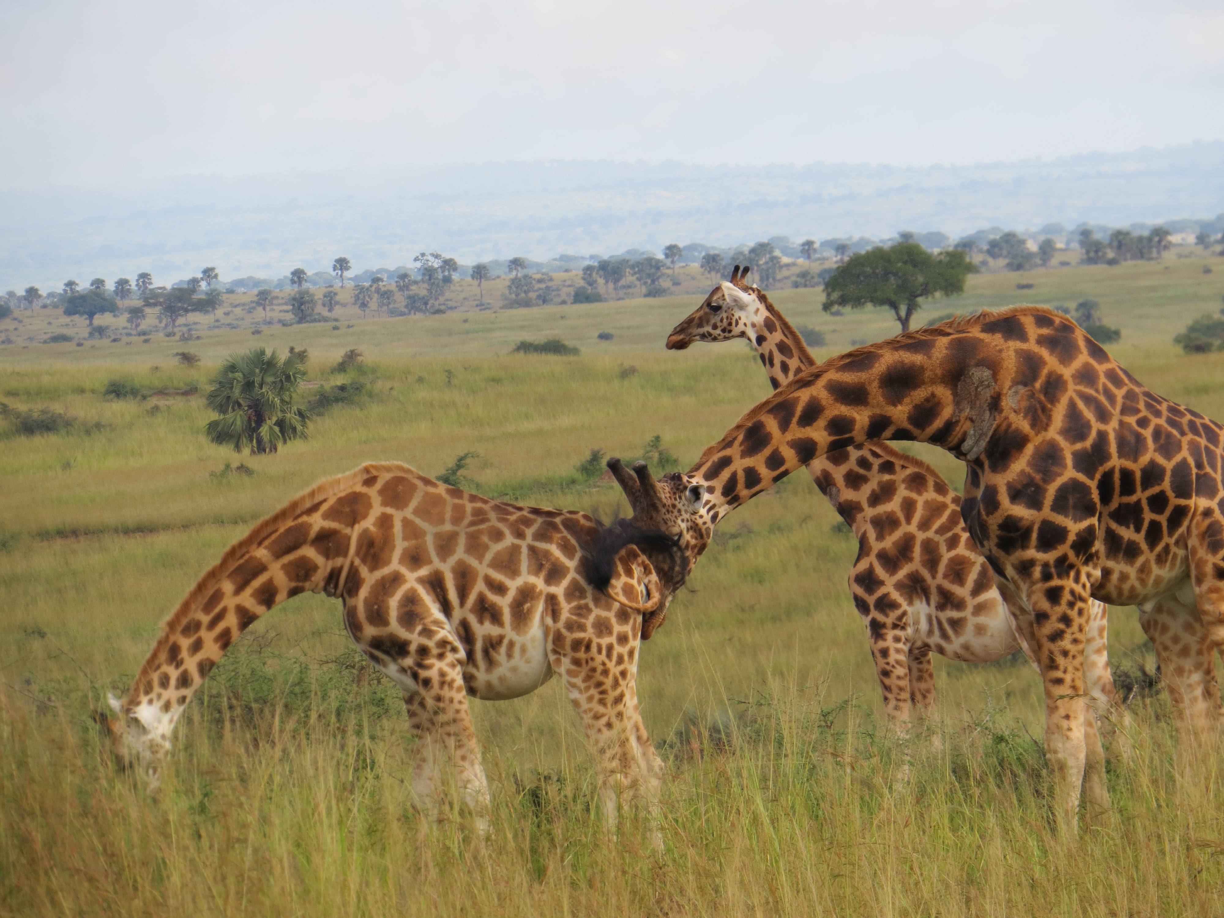 Murchison Falls National park- Family safaris in Uganda