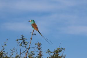 Bird watching- Top activities in Kidepo National park