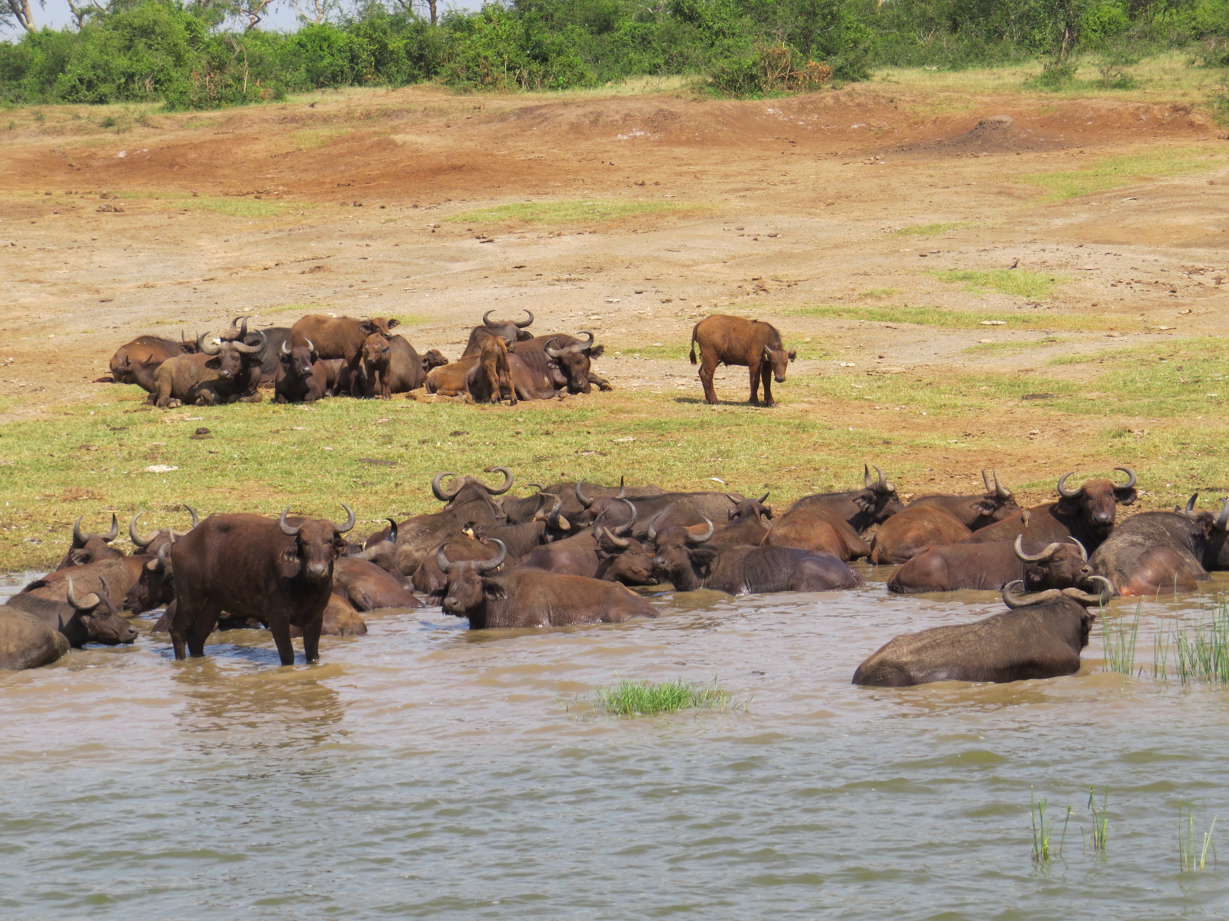 Cape Buffalo- Kazinga channel boat safari