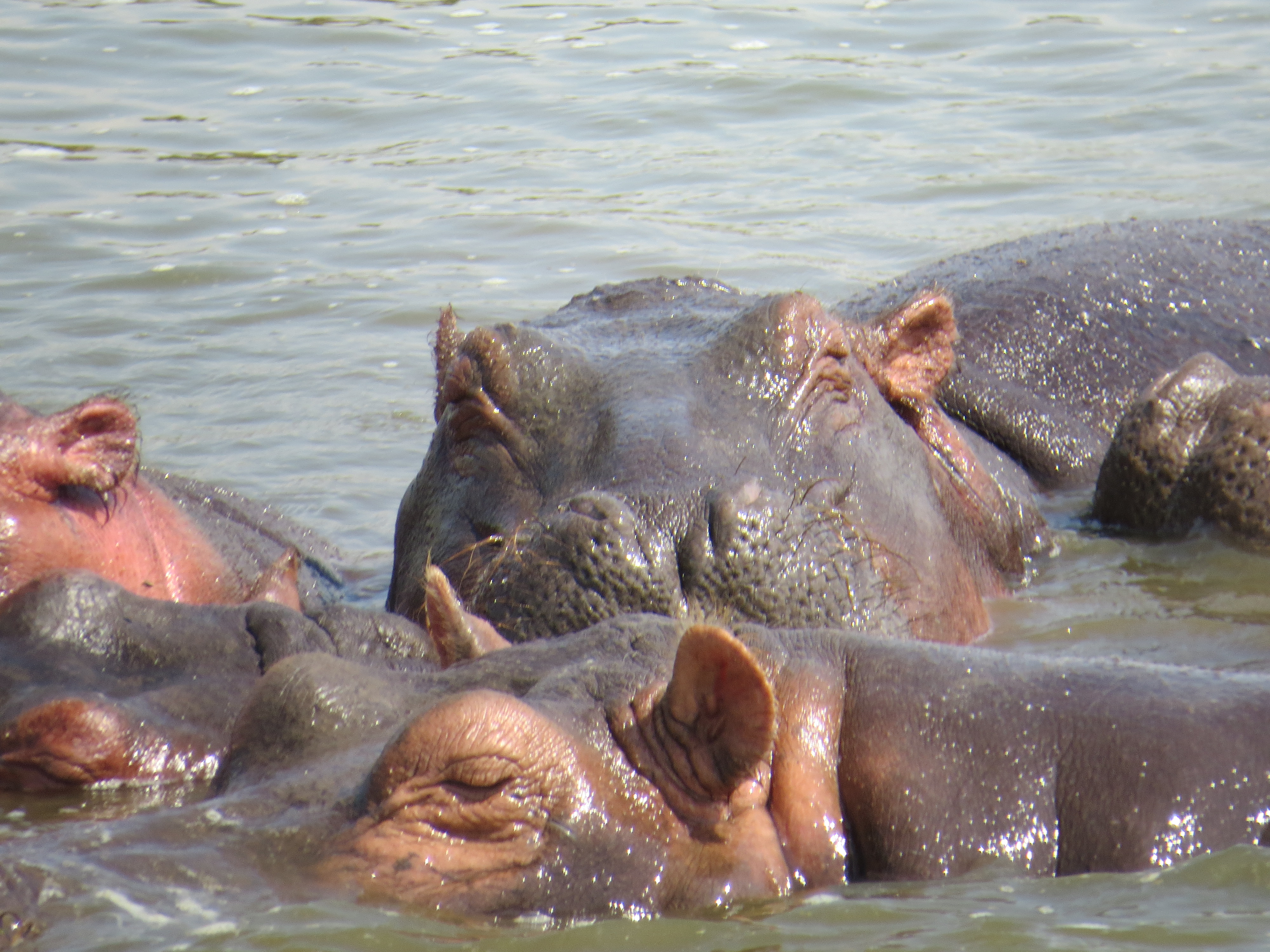 Hippos on the Kazinga channel boat safari