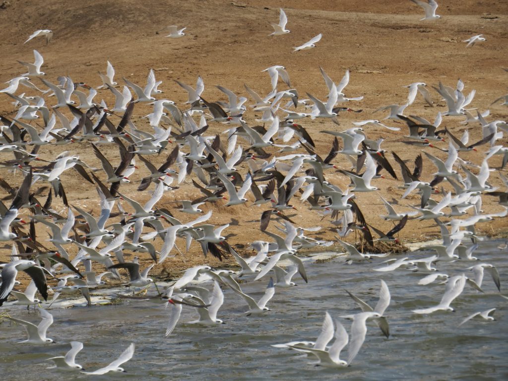 Bird watching at Kazinga channel