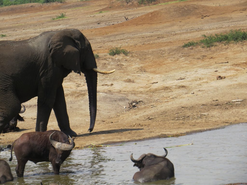 Elephant and buffalos on a Kazinga channel Boat safari