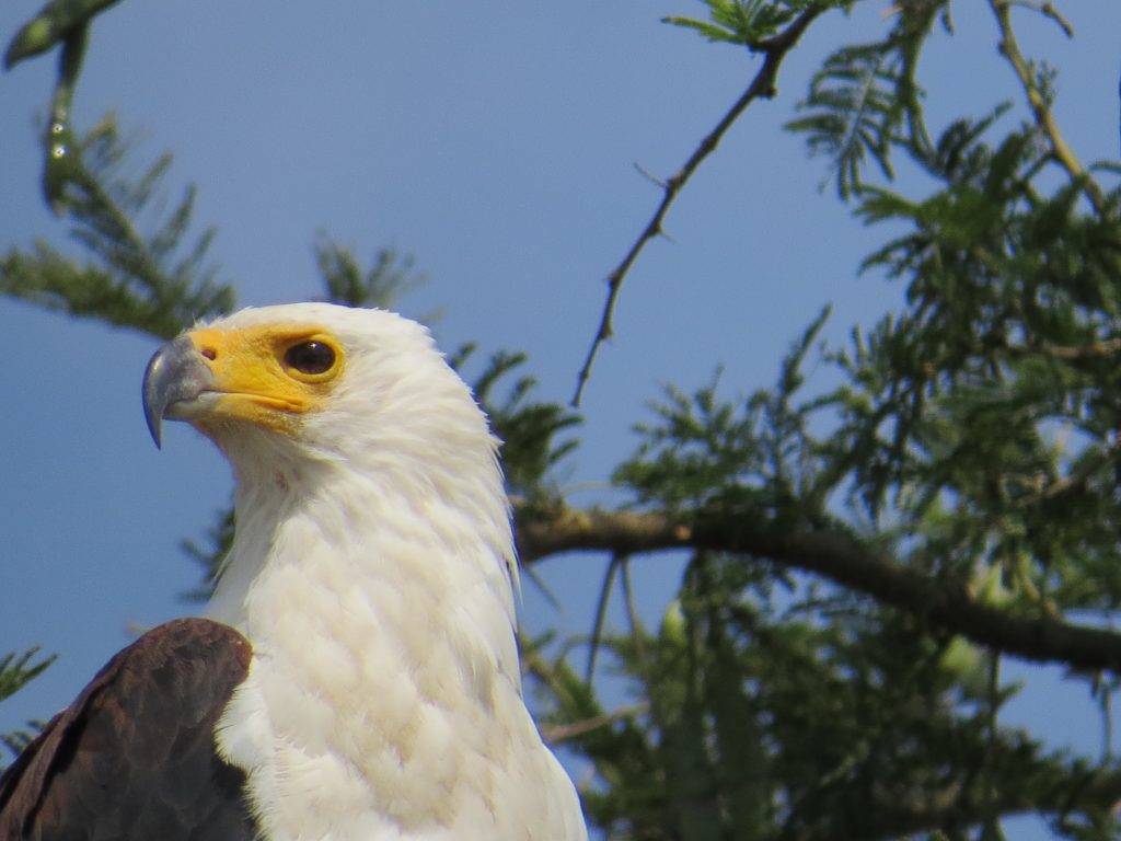 African fish Eagle at Kazinga channel