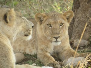 Lions in Kidepo- Top activities to do in Kidepo National park