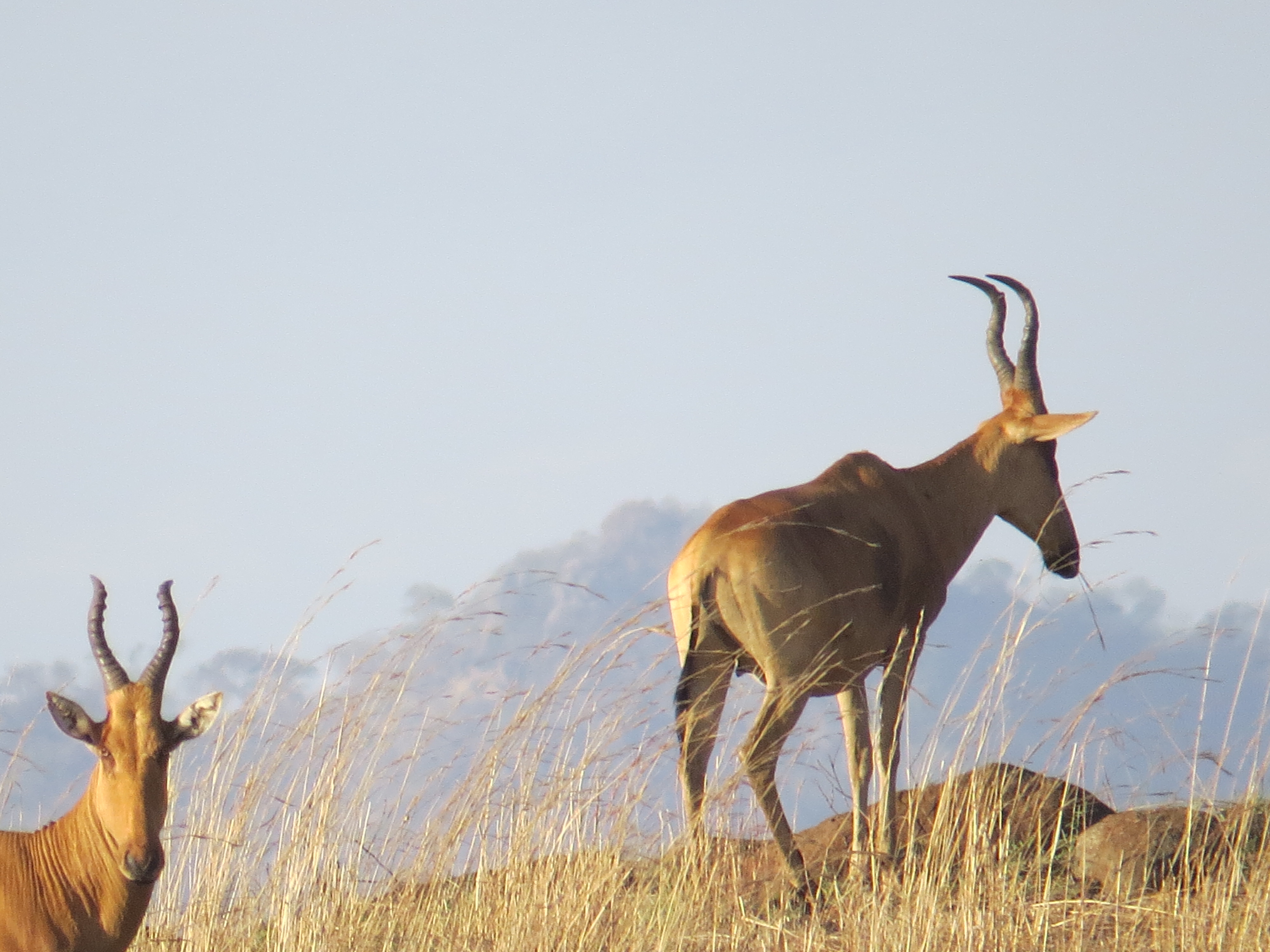 Jackon’s harte beast- Kidepo National park